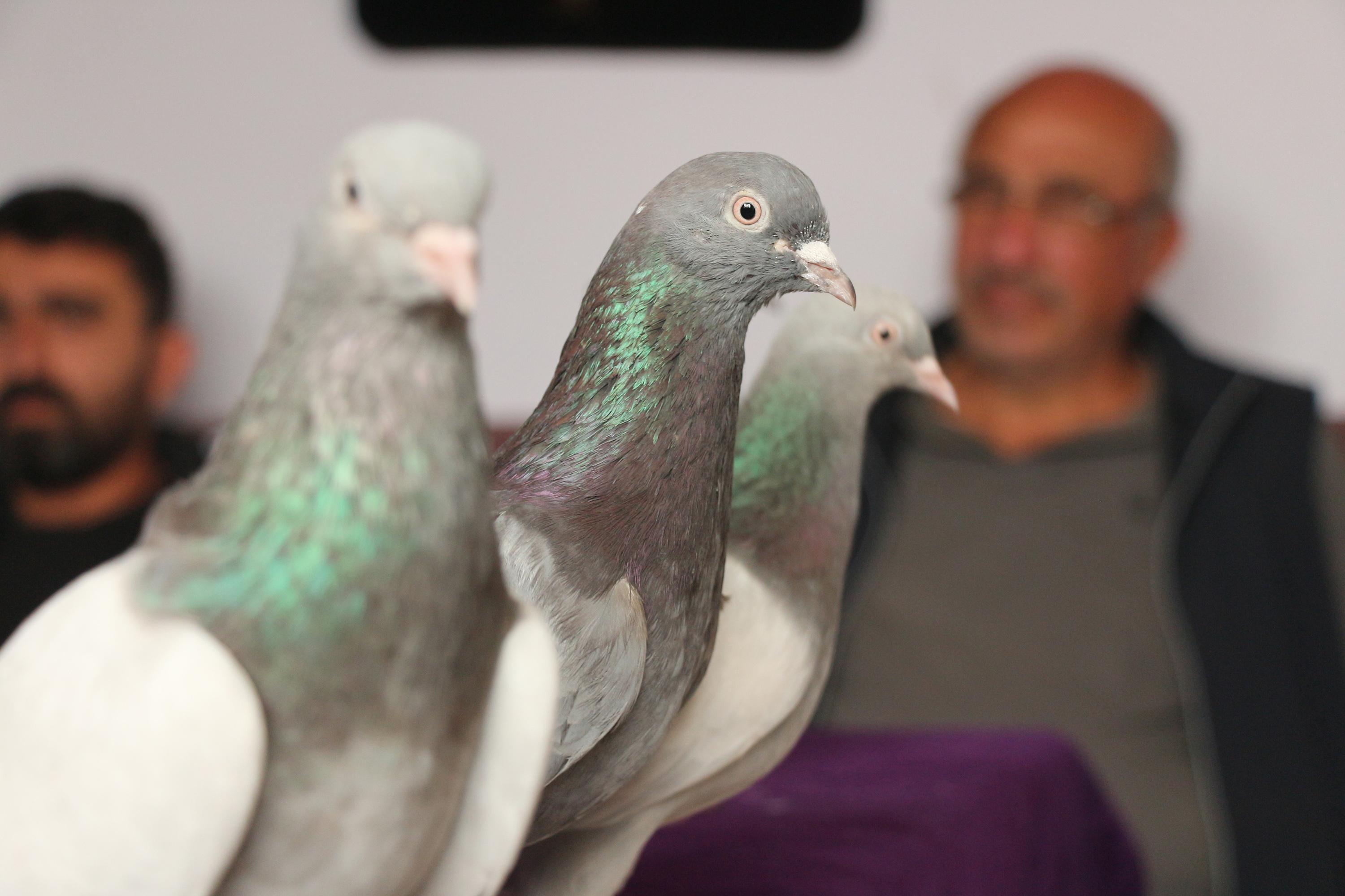 25 bin liraya alıcı bulan taklacı güvercinler, kupaya hazırlanıyor