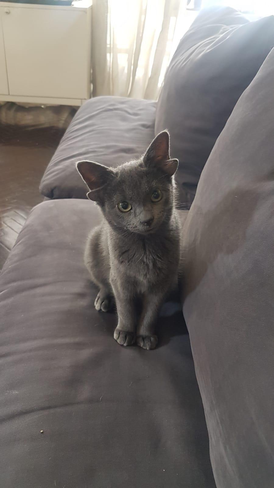 Midas the 4 eared cat will be hope for stray animals