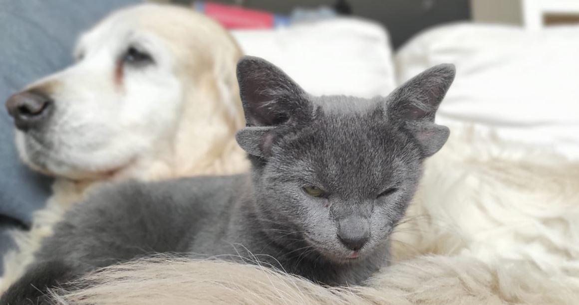 Midas the 4 eared cat will be hope for stray animals