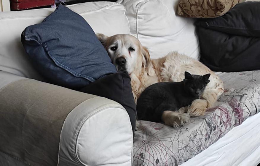 Midas the 4 eared cat will be hope for stray animals