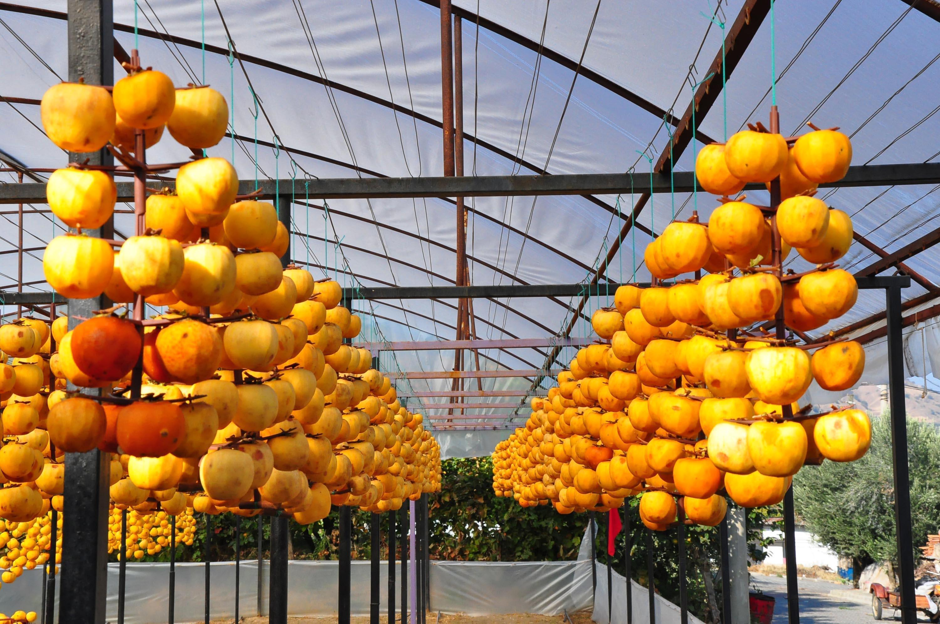 Çöpe atmayıp kuruttuğu cennet hurmasıyla 5 yılda ihracata başladı
