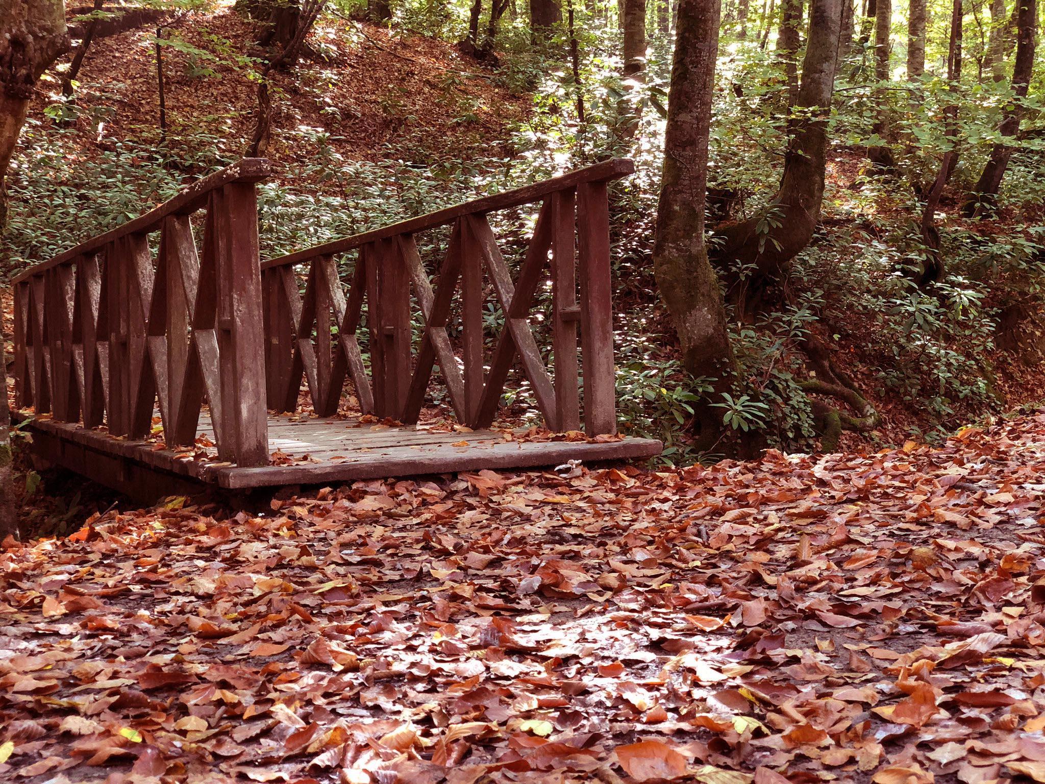 Zonguldakta kent ormanında sonbahar güzelliği