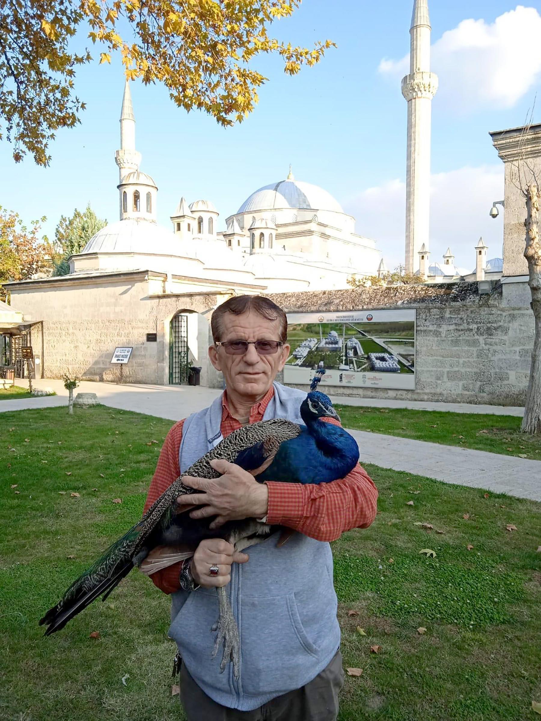 Bayezid Külliyesinde kaybolan tavus kuşu, 6 ay sonra bulundu