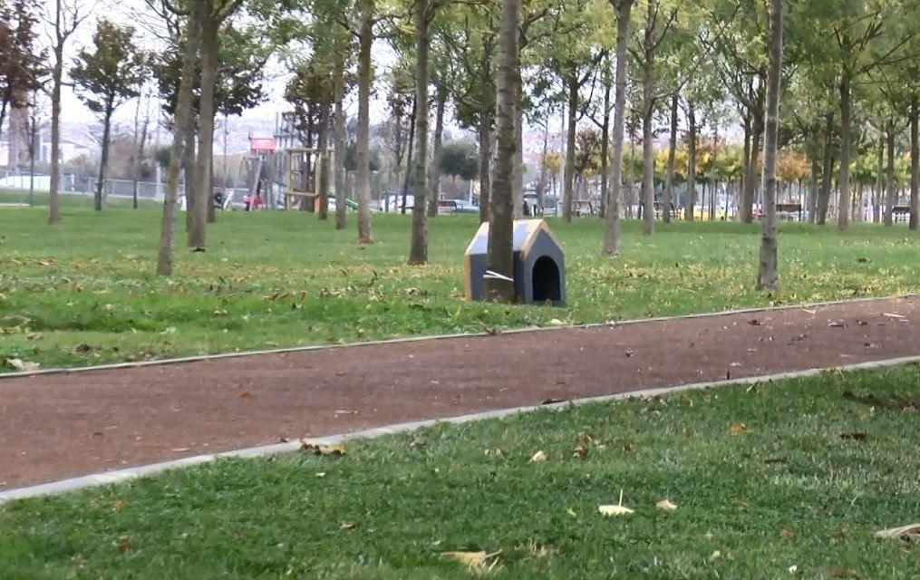 Zeytinburnu Sahilinde hayvanlar onlara emanet