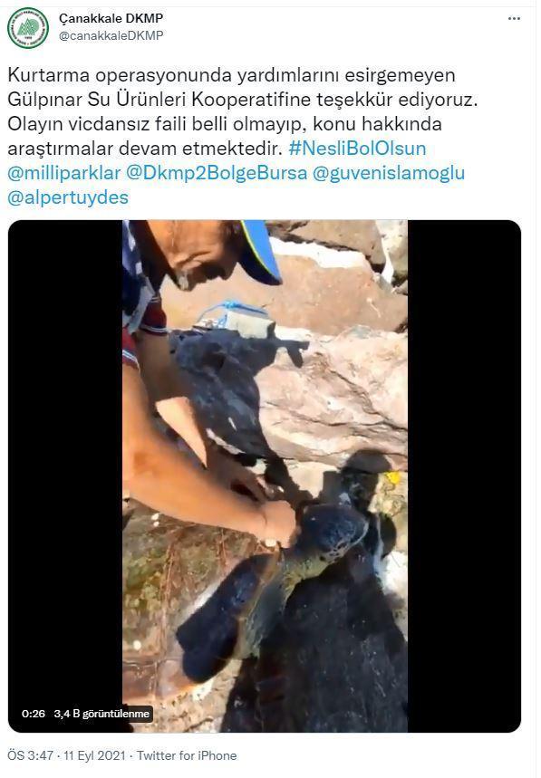Ayağına parke taşı bağlanıp denize atılan caretta caretta kurtarıldı