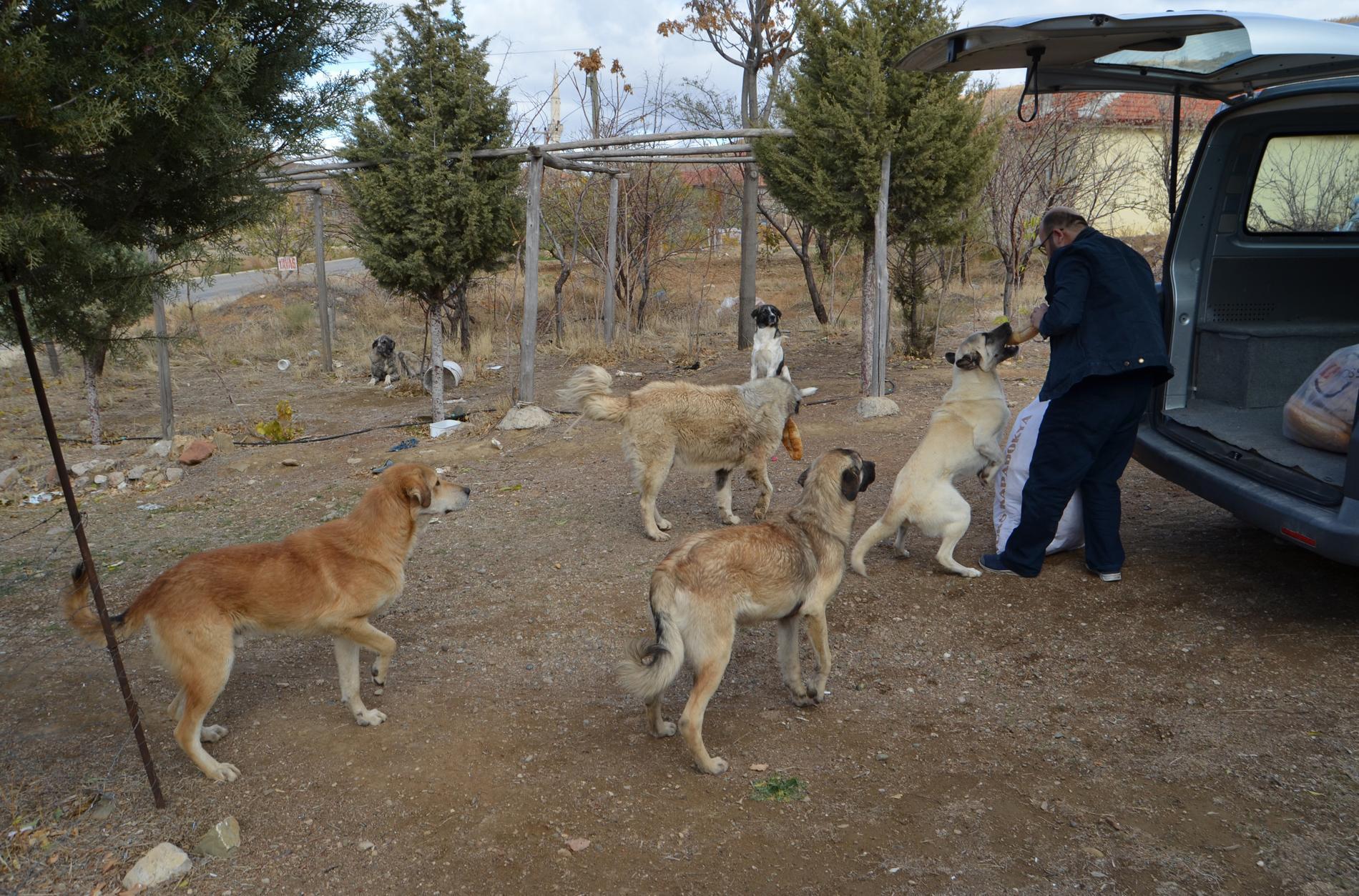 Mobilya ustası, 60 kilometre gidip, 30 köpeği gönüllü besliyor