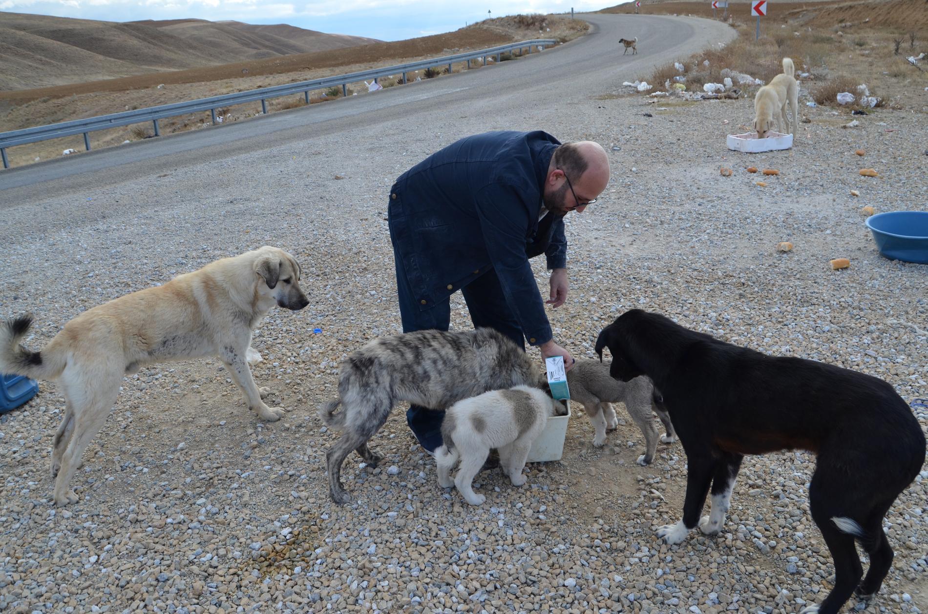 Mobilya ustası, 60 kilometre gidip, 30 köpeği gönüllü besliyor