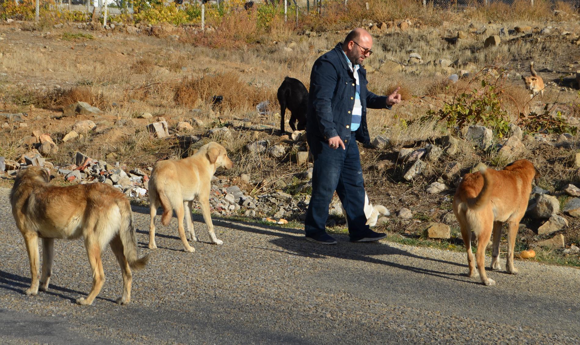 Mobilya ustası, 60 kilometre gidip, 30 köpeği gönüllü besliyor