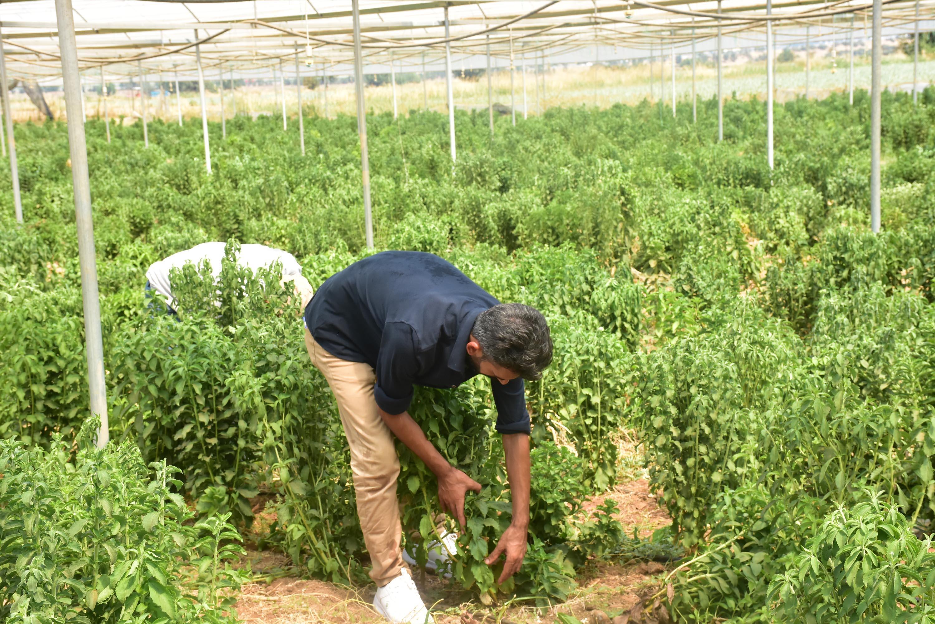 İzmirli çiftçi Stevia bitkisini sevdi
