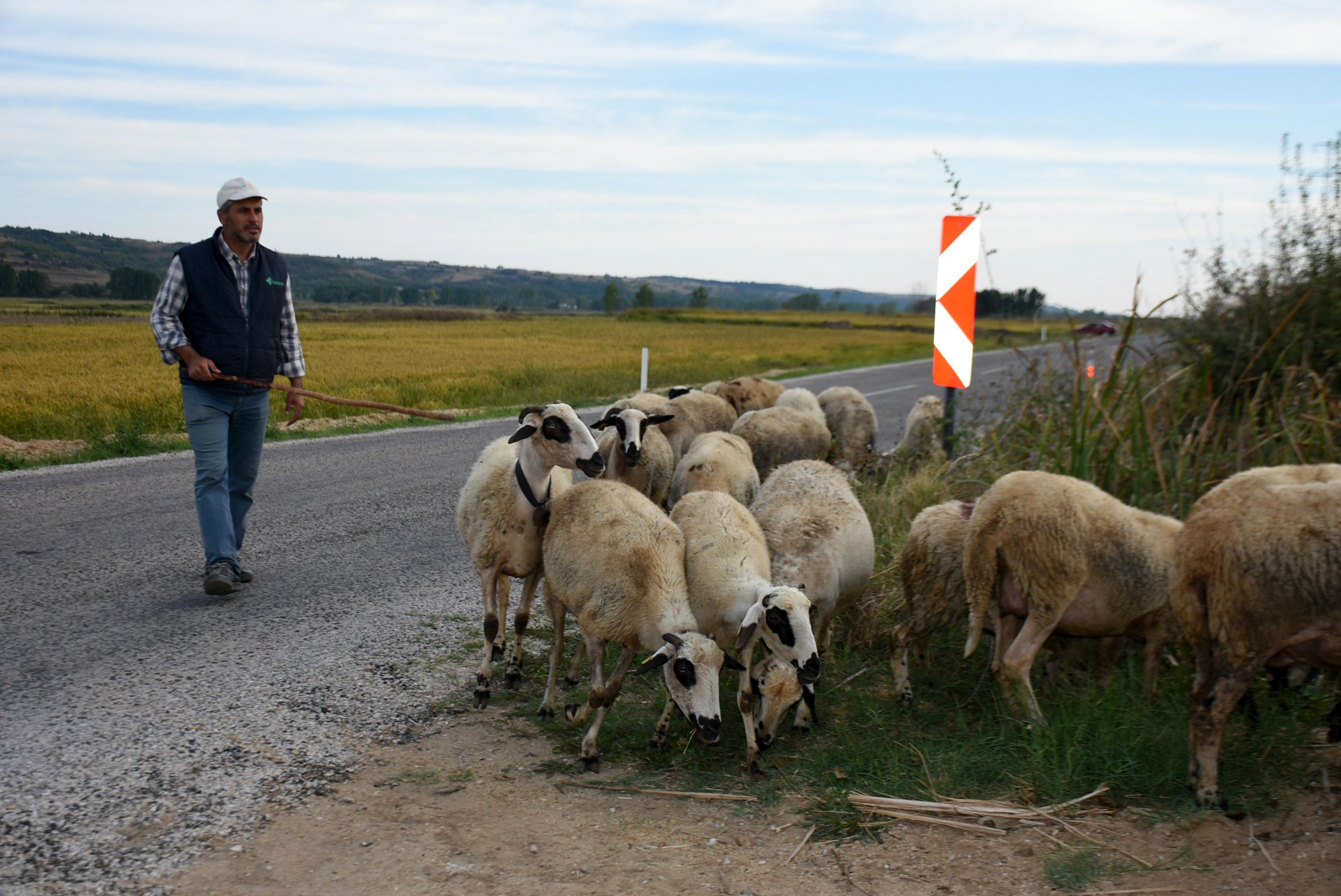 Edirnenin 8 köyünde mavi dil karantinası