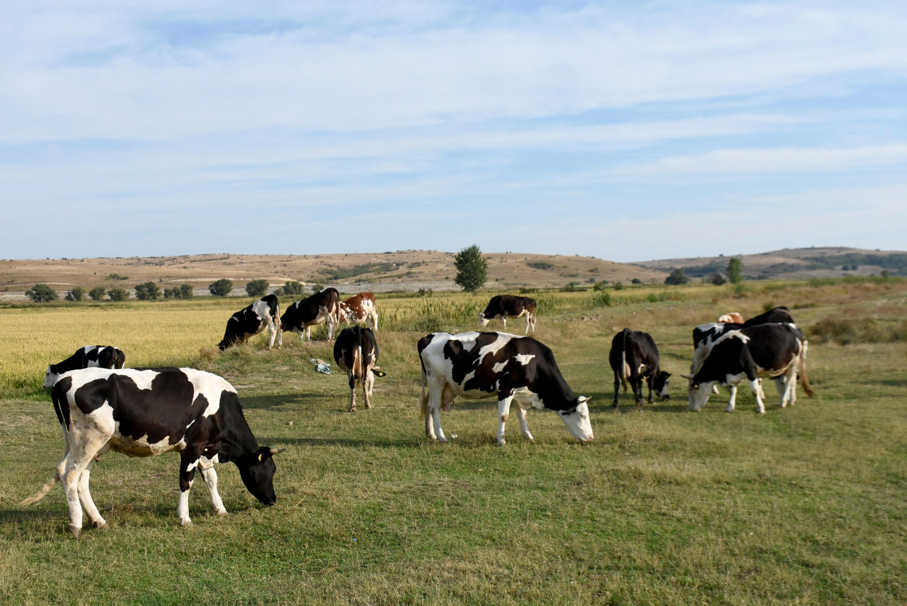 Edirnenin 8 köyünde mavi dil karantinası