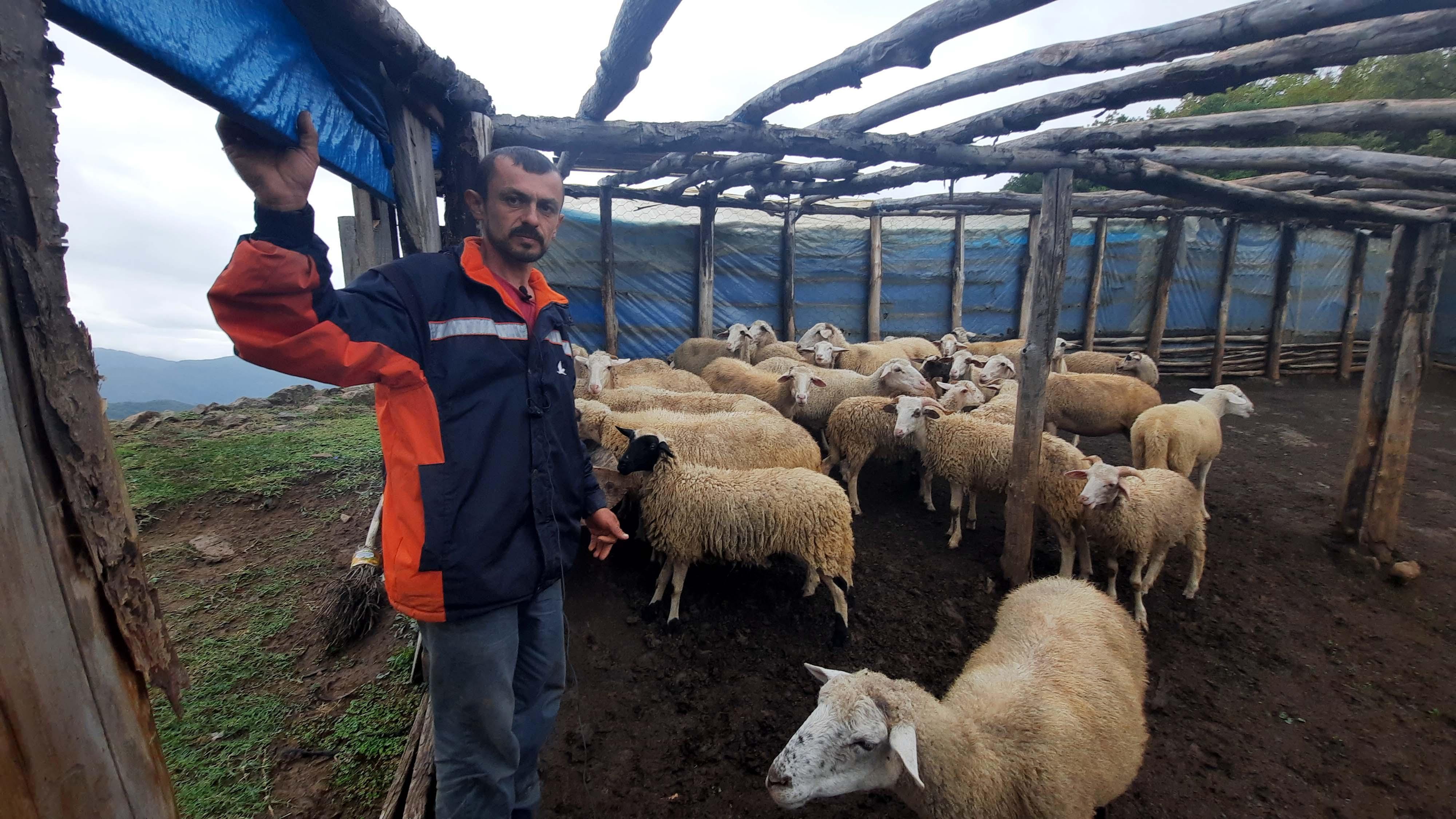 Kastamonuda iki ağıla ayı saldırdı: 25 koyun öldü