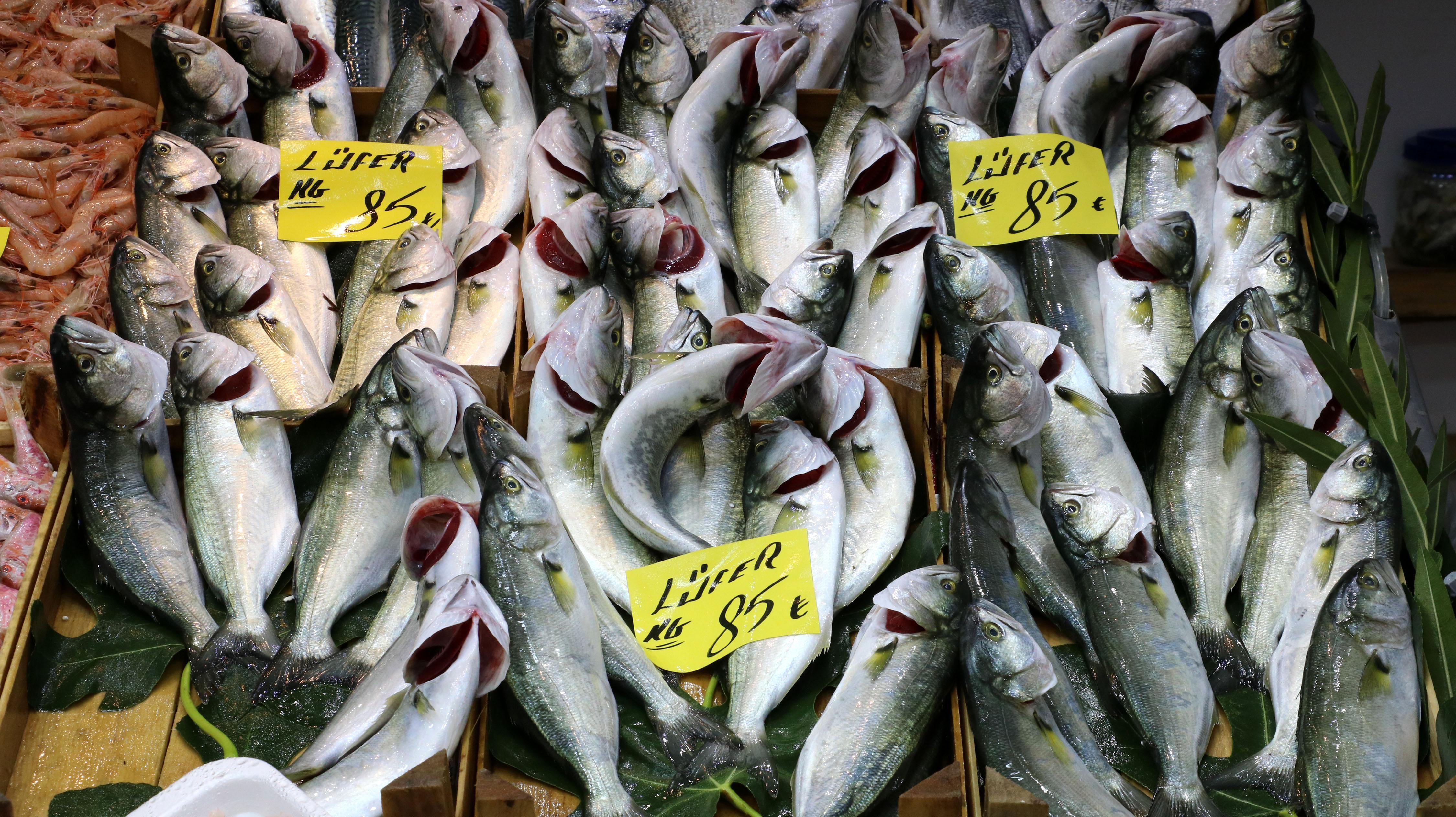 Lüfer bollaştı, fiyatlar düştü