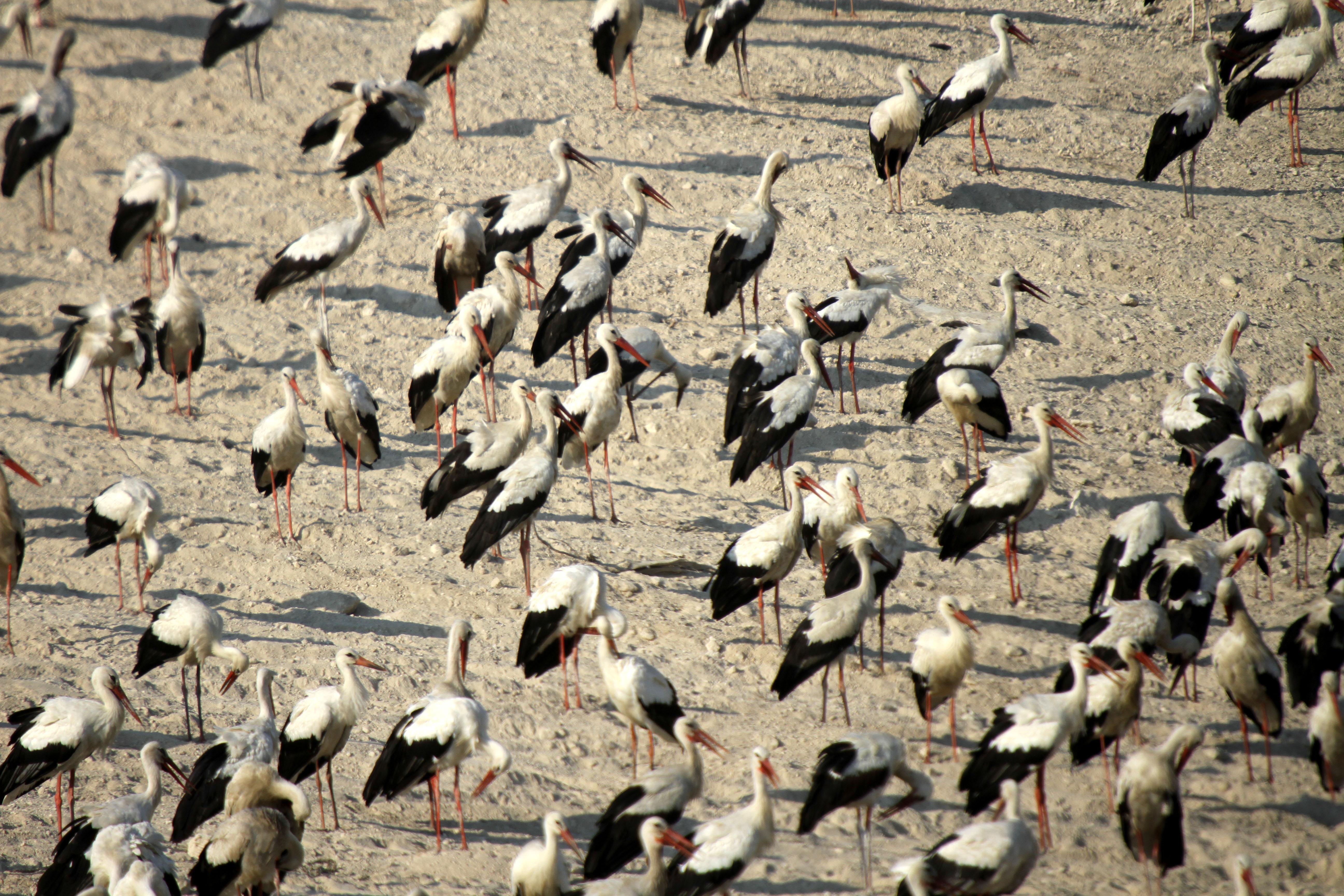 Gönüllüler leylekler için nöbette