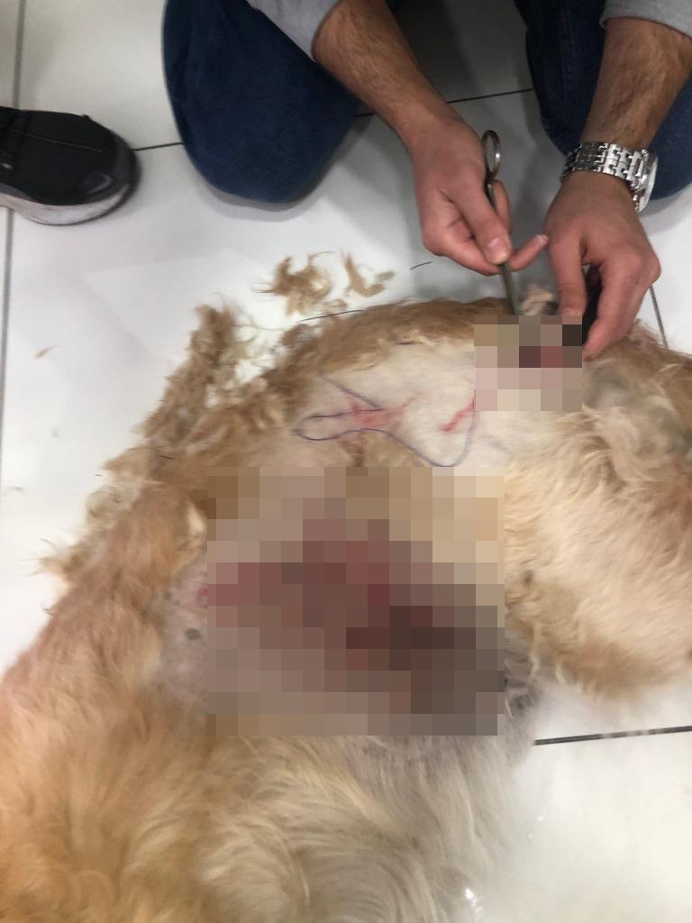 Kadıköy Modada köpek tartışması