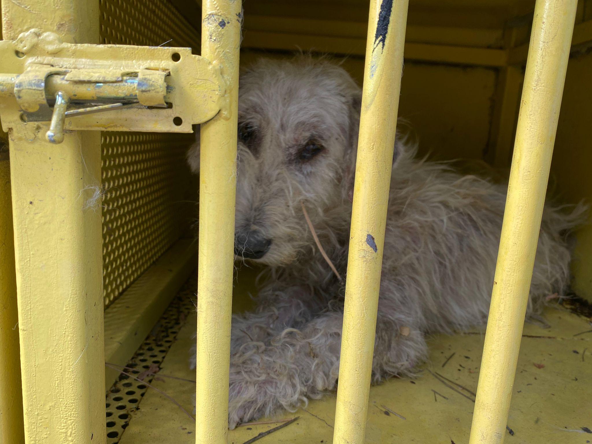 Ormanda ölüme terk edilen 11 köpek tedaviye alındı