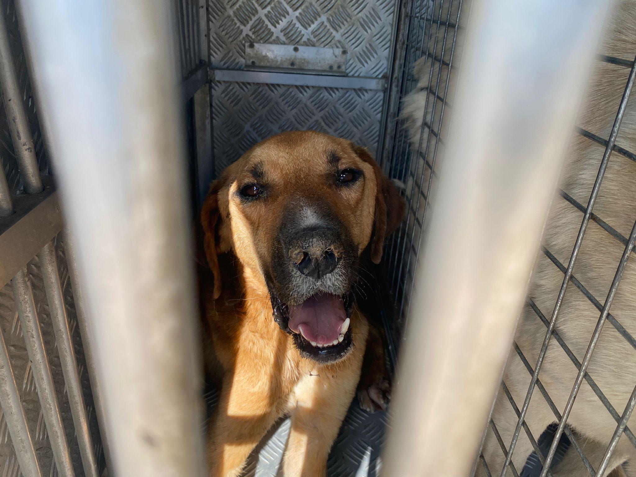 Ormanda ölüme terk edilen 11 köpek tedaviye alındı