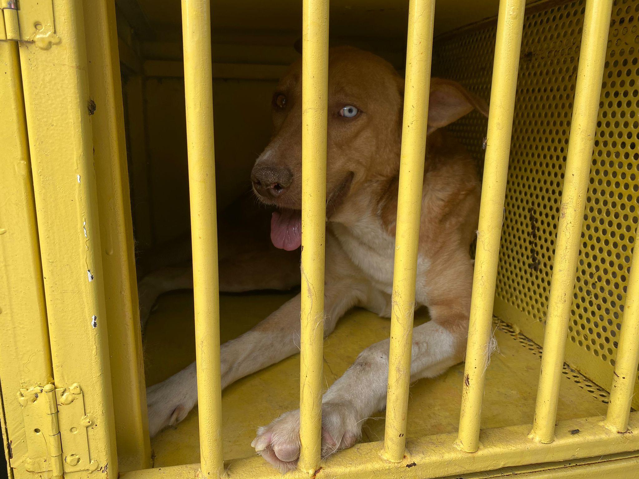 Ormanda ölüme terk edilen 11 köpek tedaviye alındı