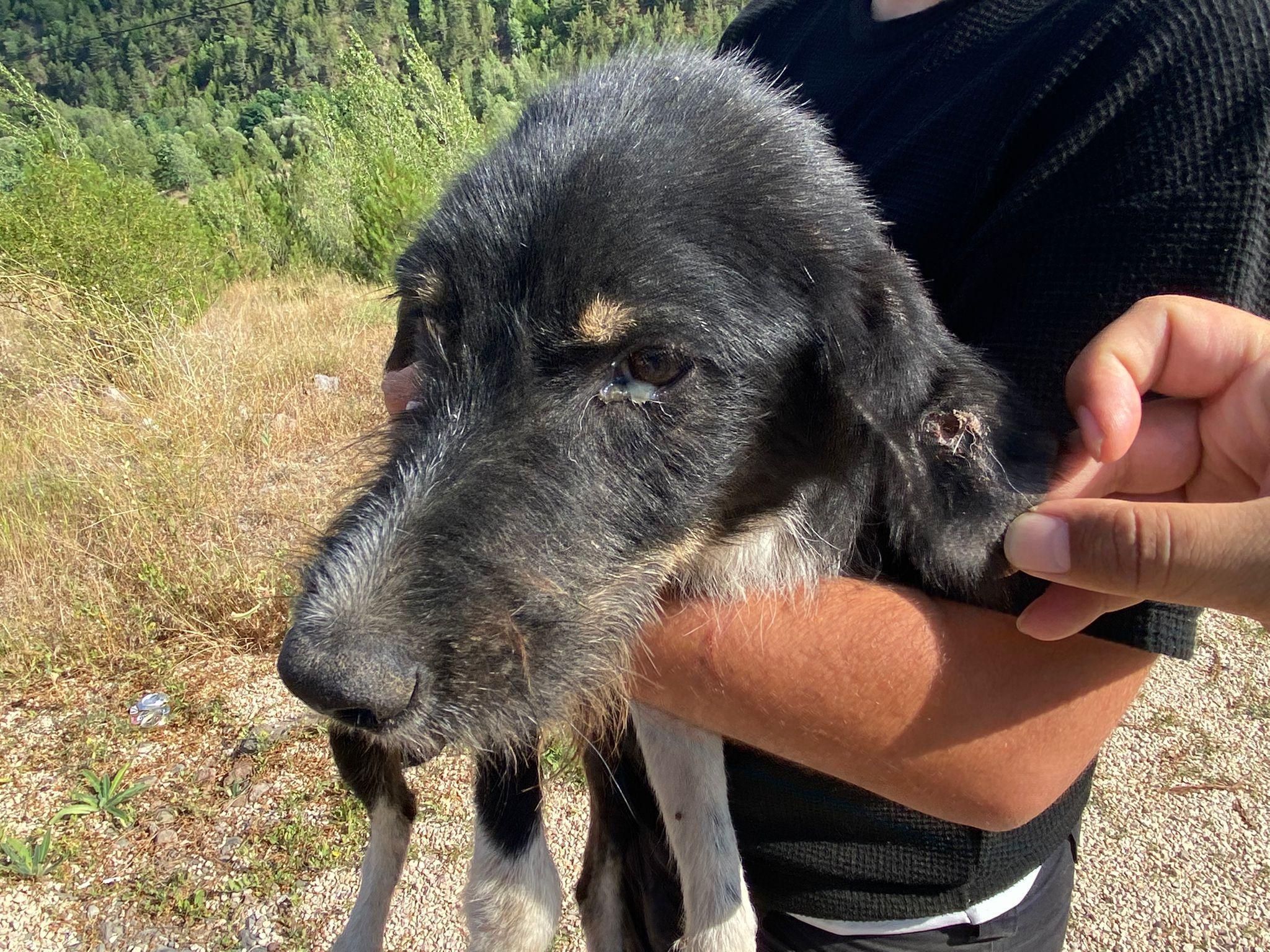 Ormanda ölüme terk edilen 11 köpek tedaviye alındı
