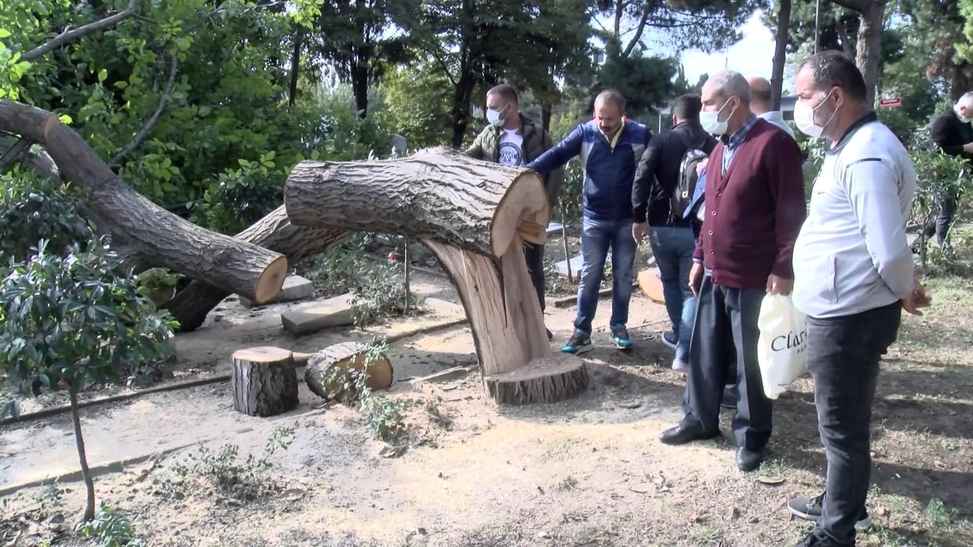 Edirnekapı Şehitliğinde ağaç kesim tartışması: Motorlu testereyi bırakıp gittiler