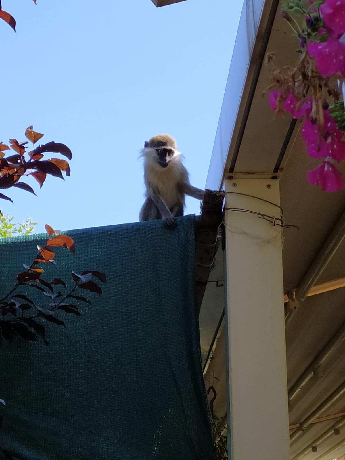 O hayvanat bahçesinden bu kez de maymun kaçtı