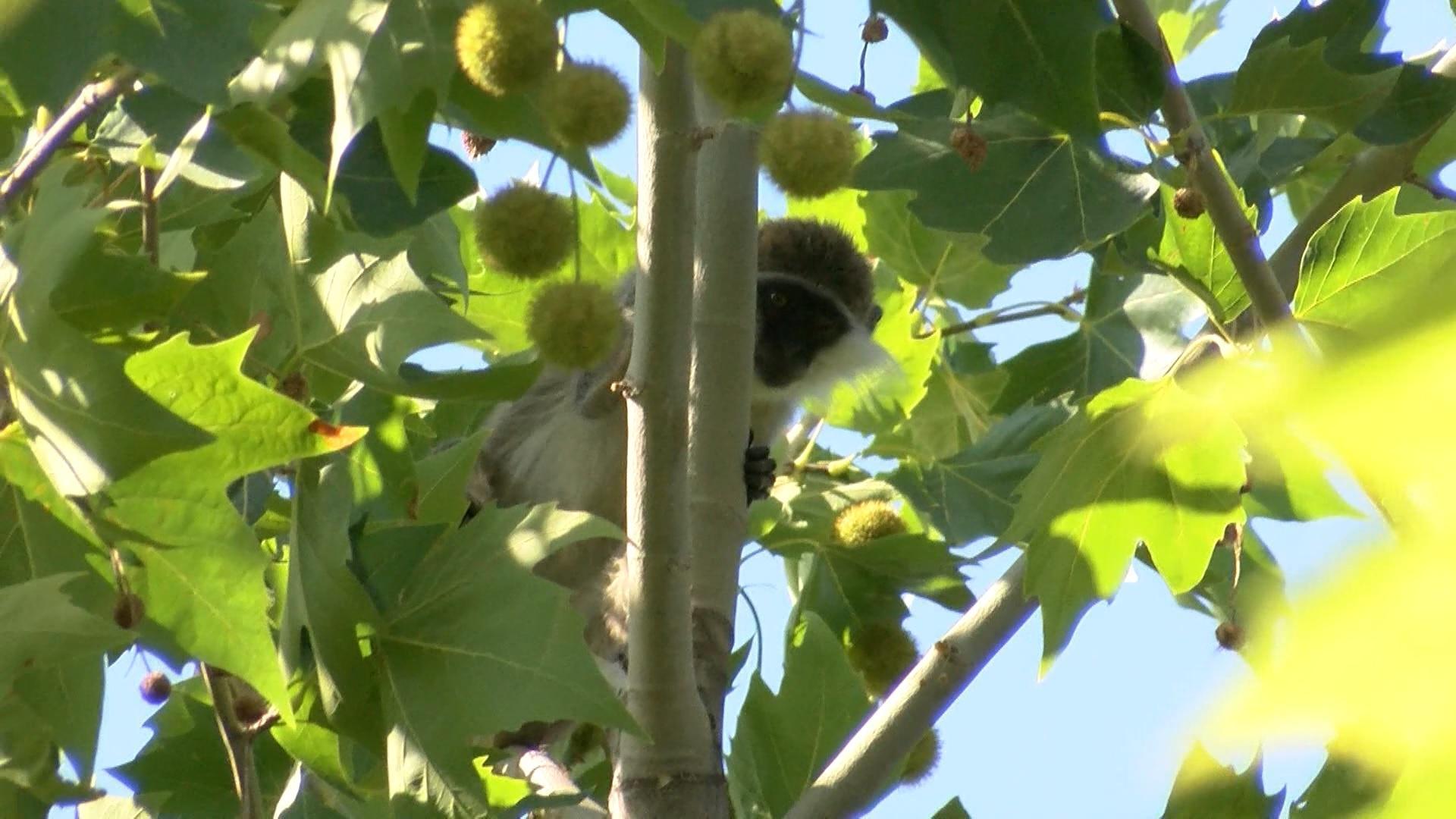 O hayvanat bahçesinden bu kez de maymun kaçtı