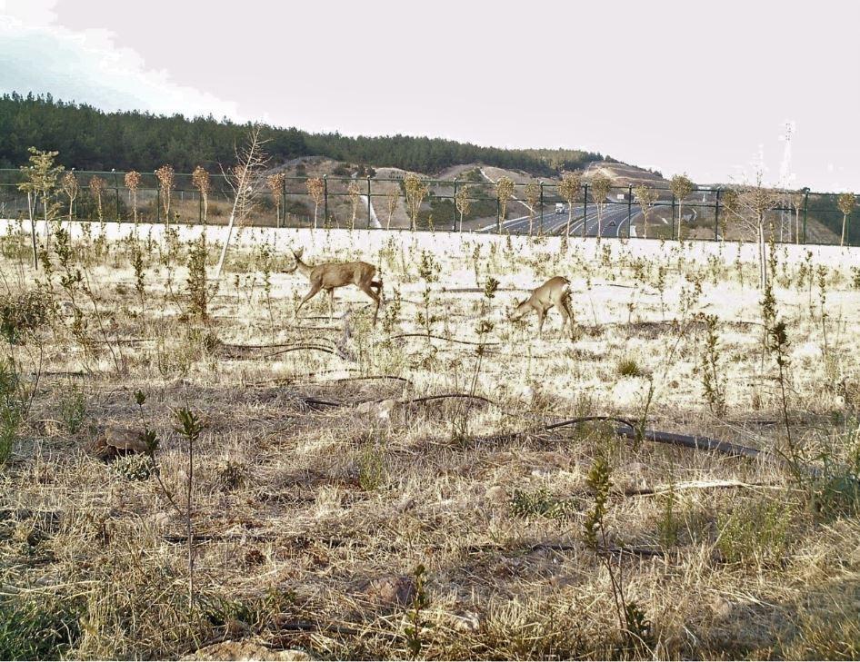 Ekolojik köprüleri kullanan yaban hayvanları, fotokapanlarda