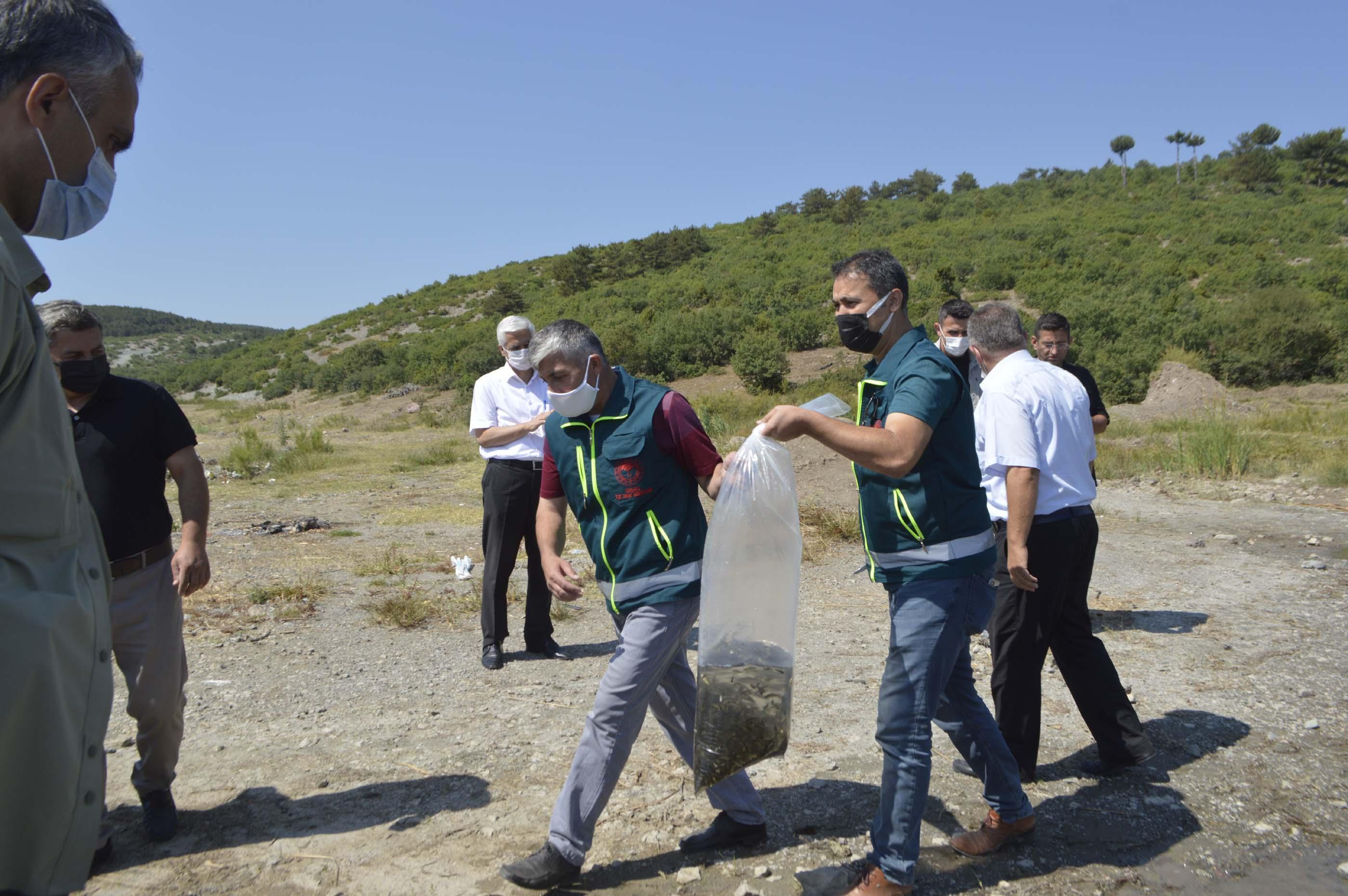Kütahyada 8 gölete 80 bin yavru sazan