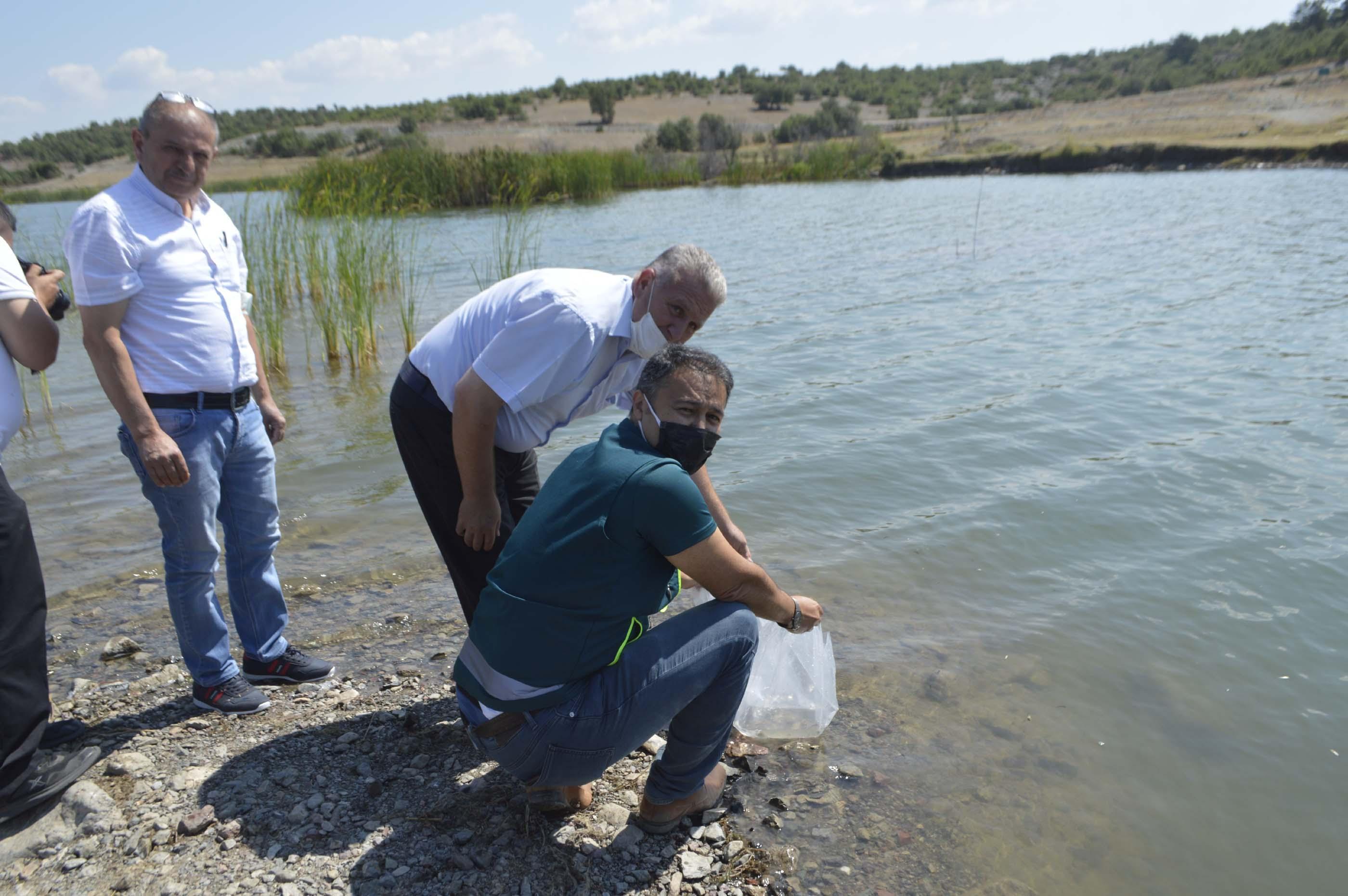 Kütahyada 8 gölete 80 bin yavru sazan