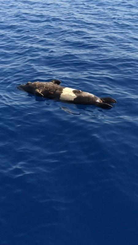 Fethiyede 300 kilo ağırlığında ölü fok bulundu