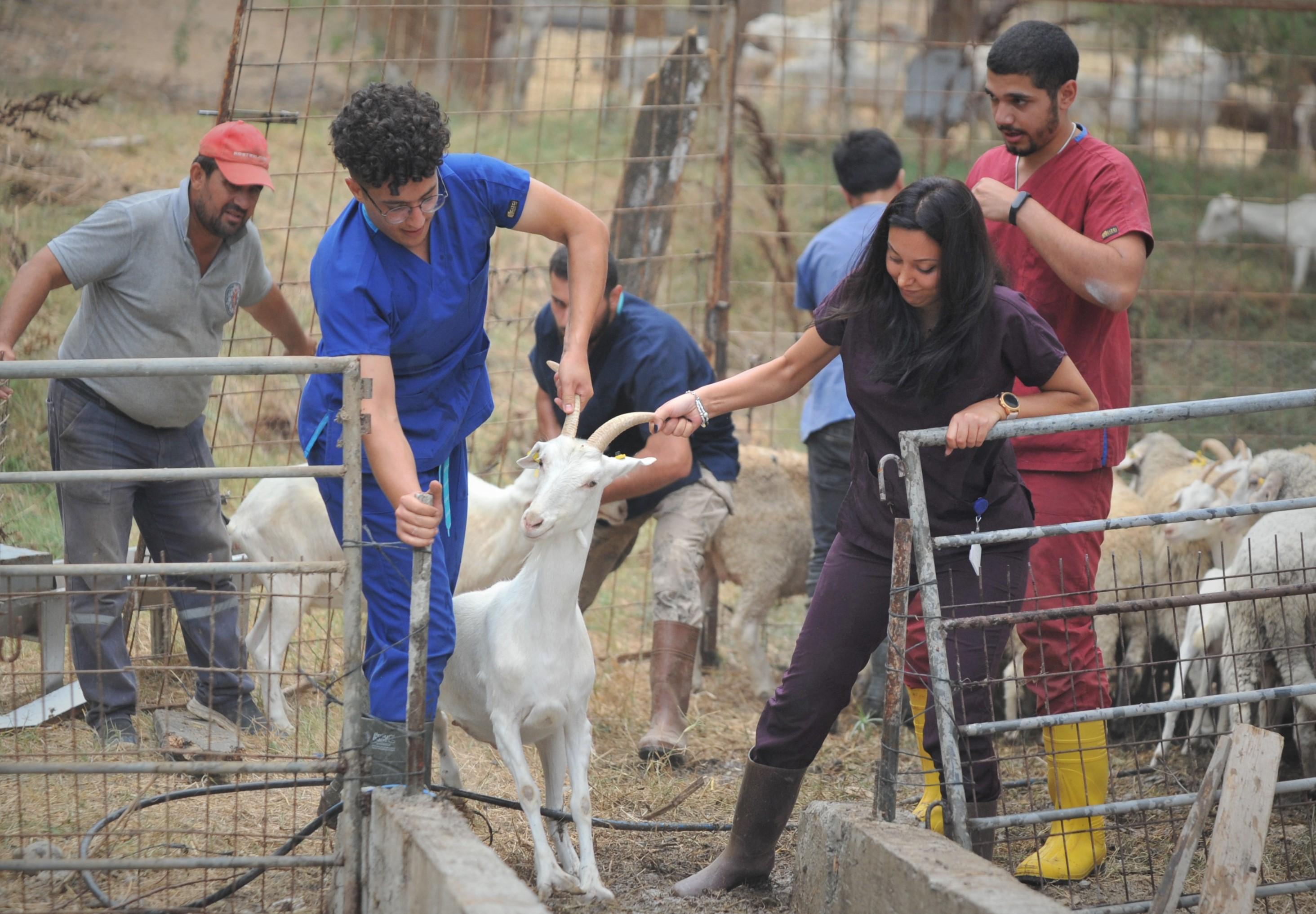 Dersimiz koyun ve keçilere dış parazit banyosu