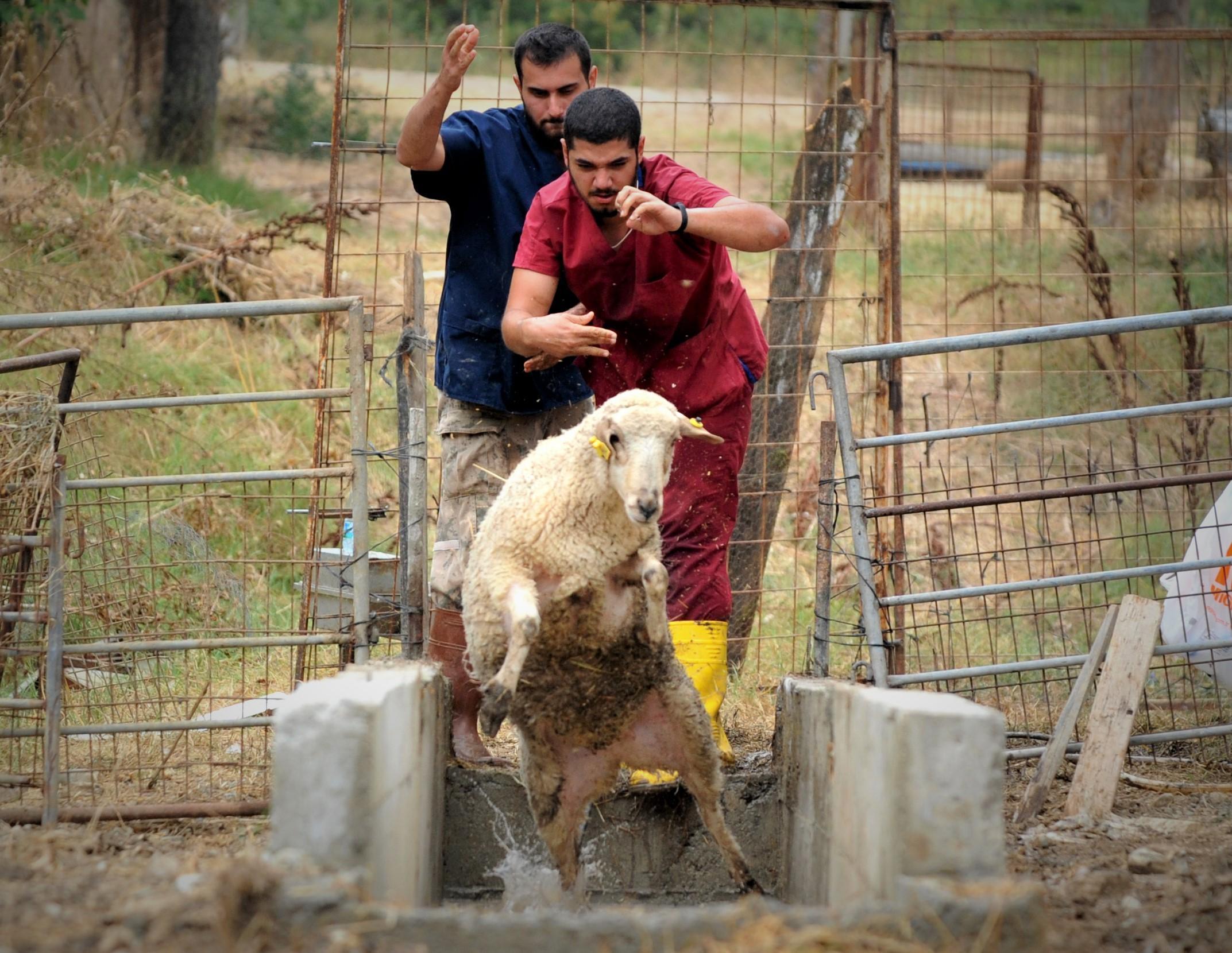 Dersimiz koyun ve keçilere dış parazit banyosu