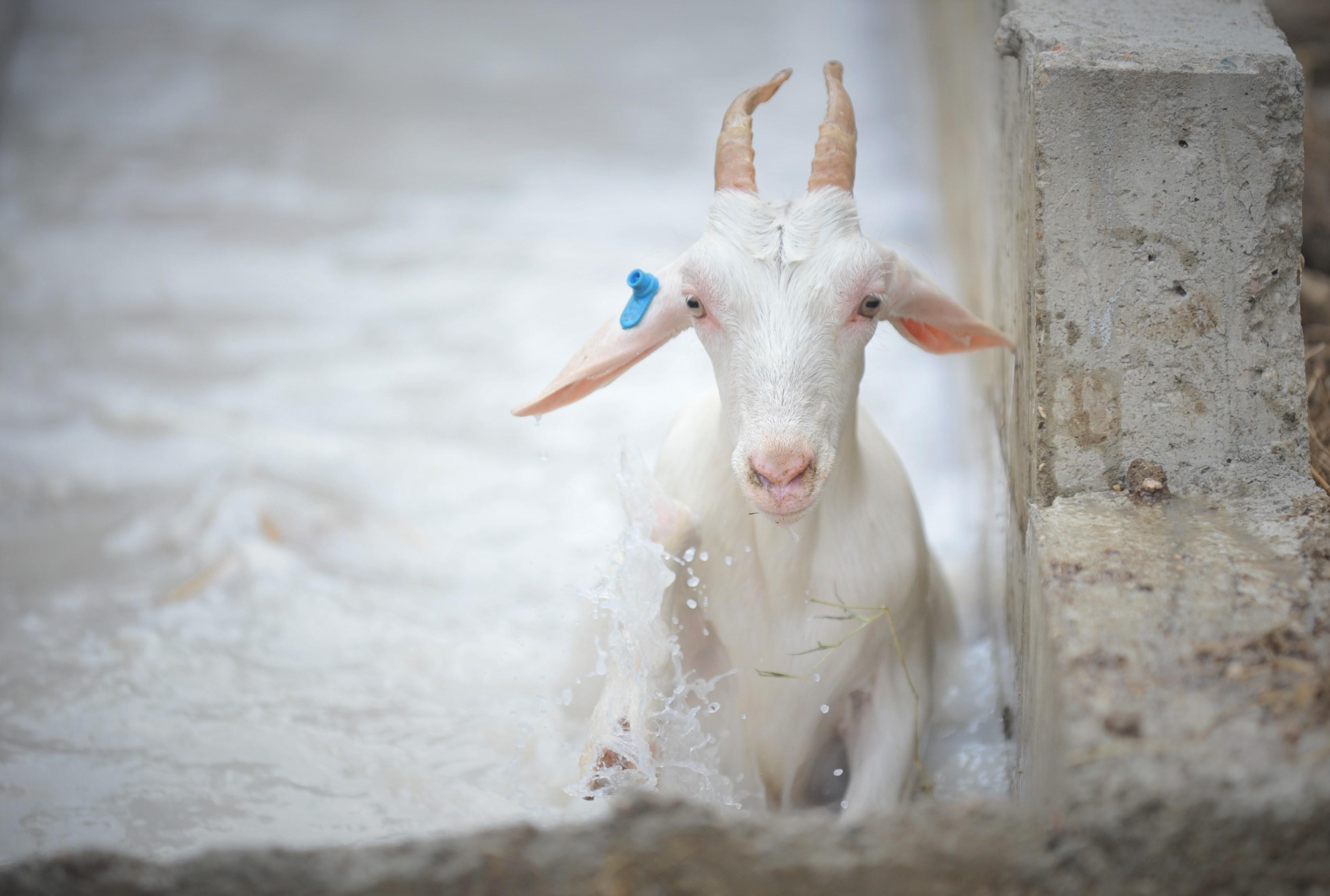 Dersimiz koyun ve keçilere dış parazit banyosu