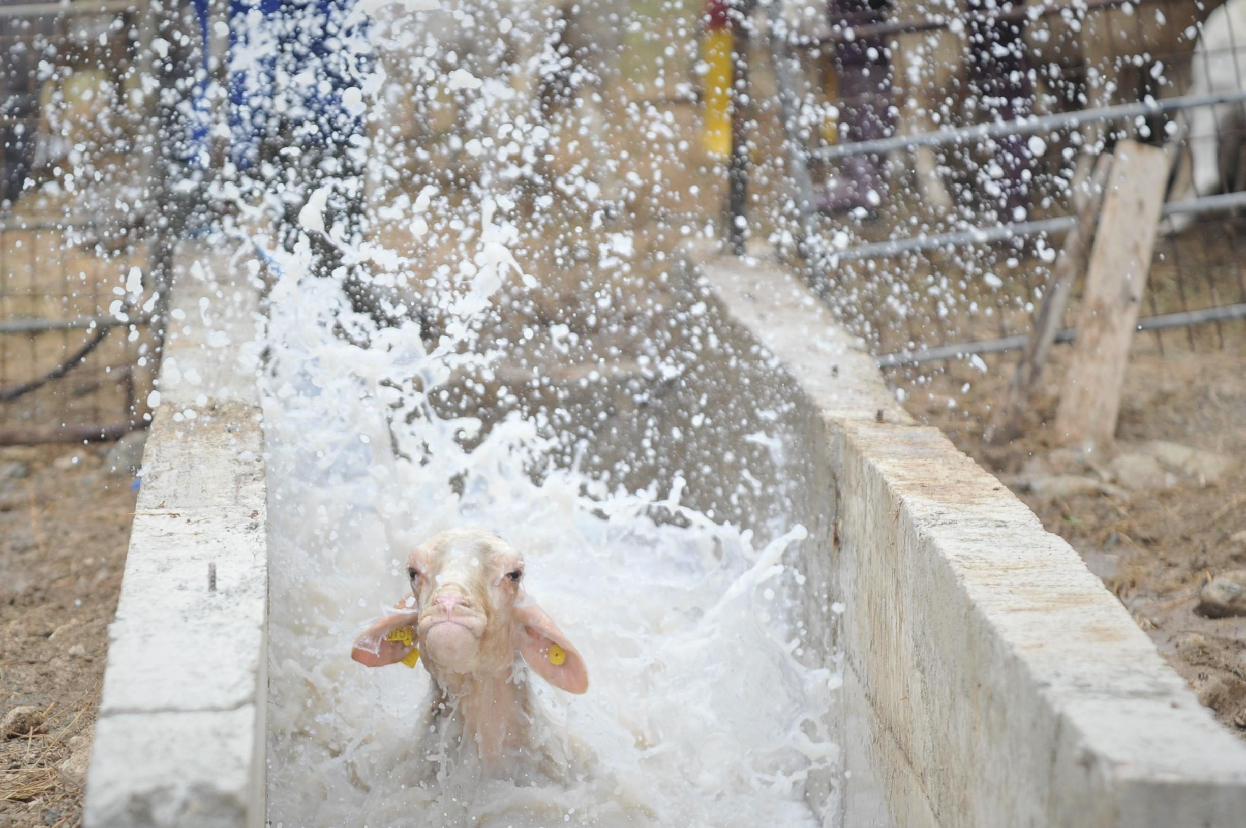 Dersimiz koyun ve keçilere dış parazit banyosu