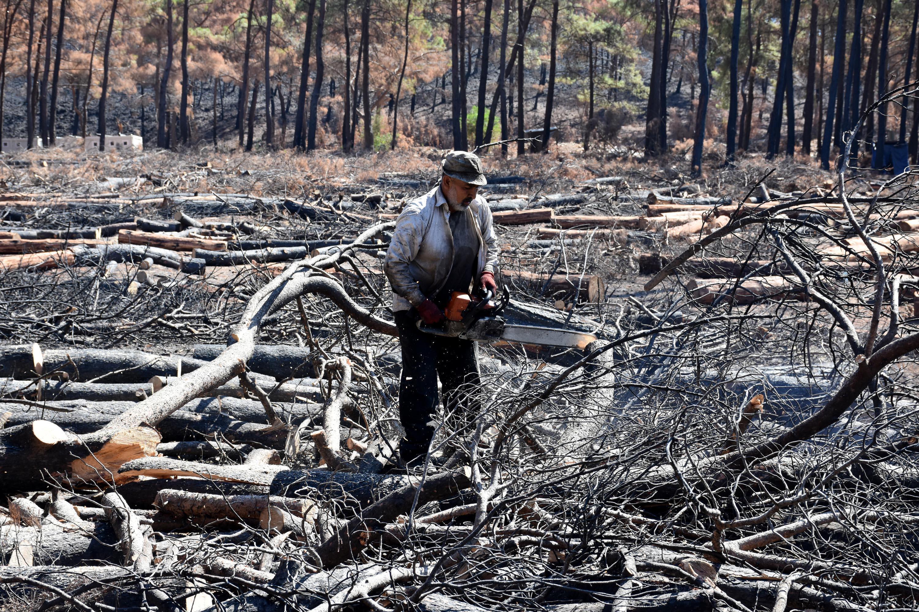 Marmariste bir ayda yangından zarar gören yaklaşık 500 hektar alan temizlendi