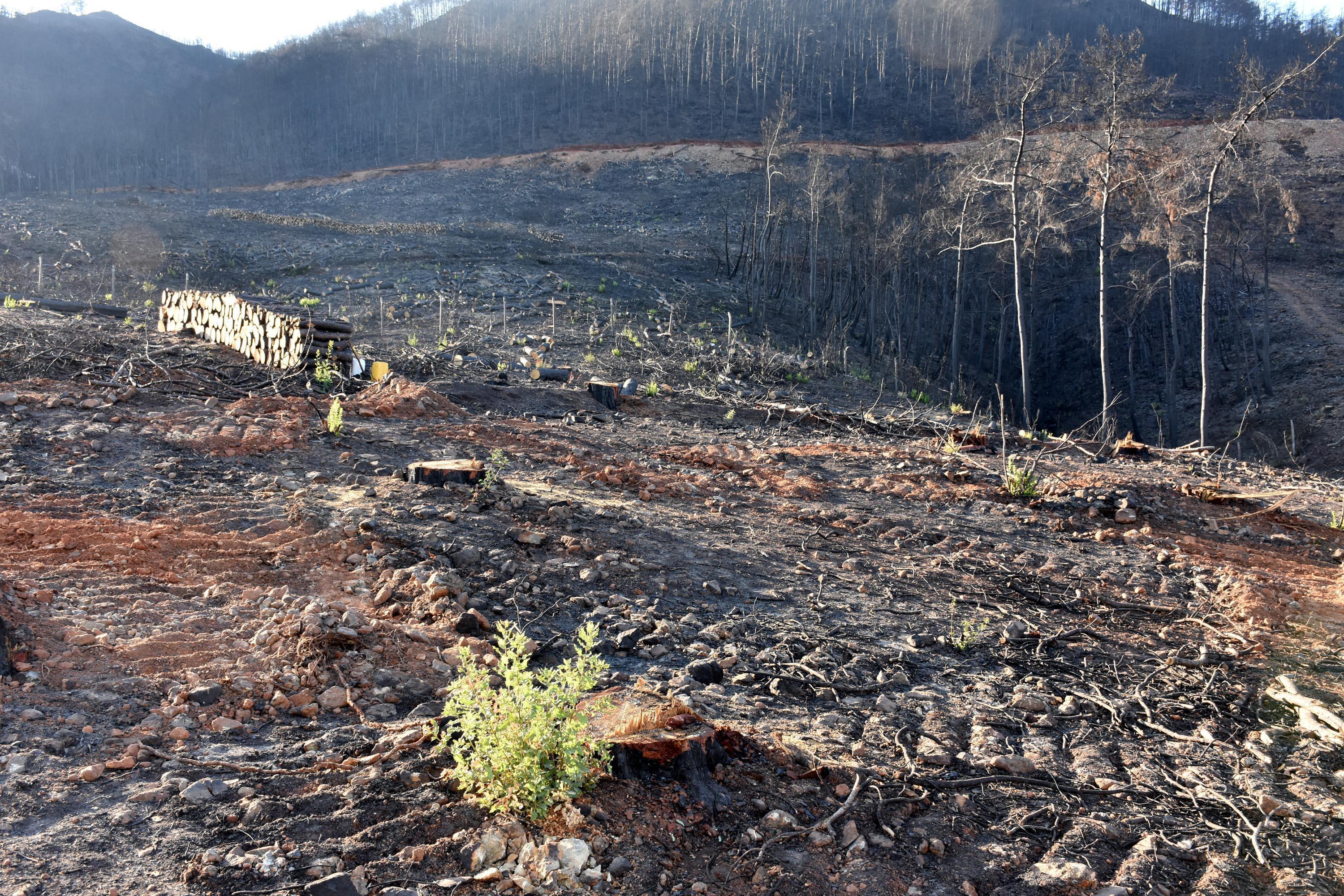 Marmariste bir ayda yangından zarar gören yaklaşık 500 hektar alan temizlendi