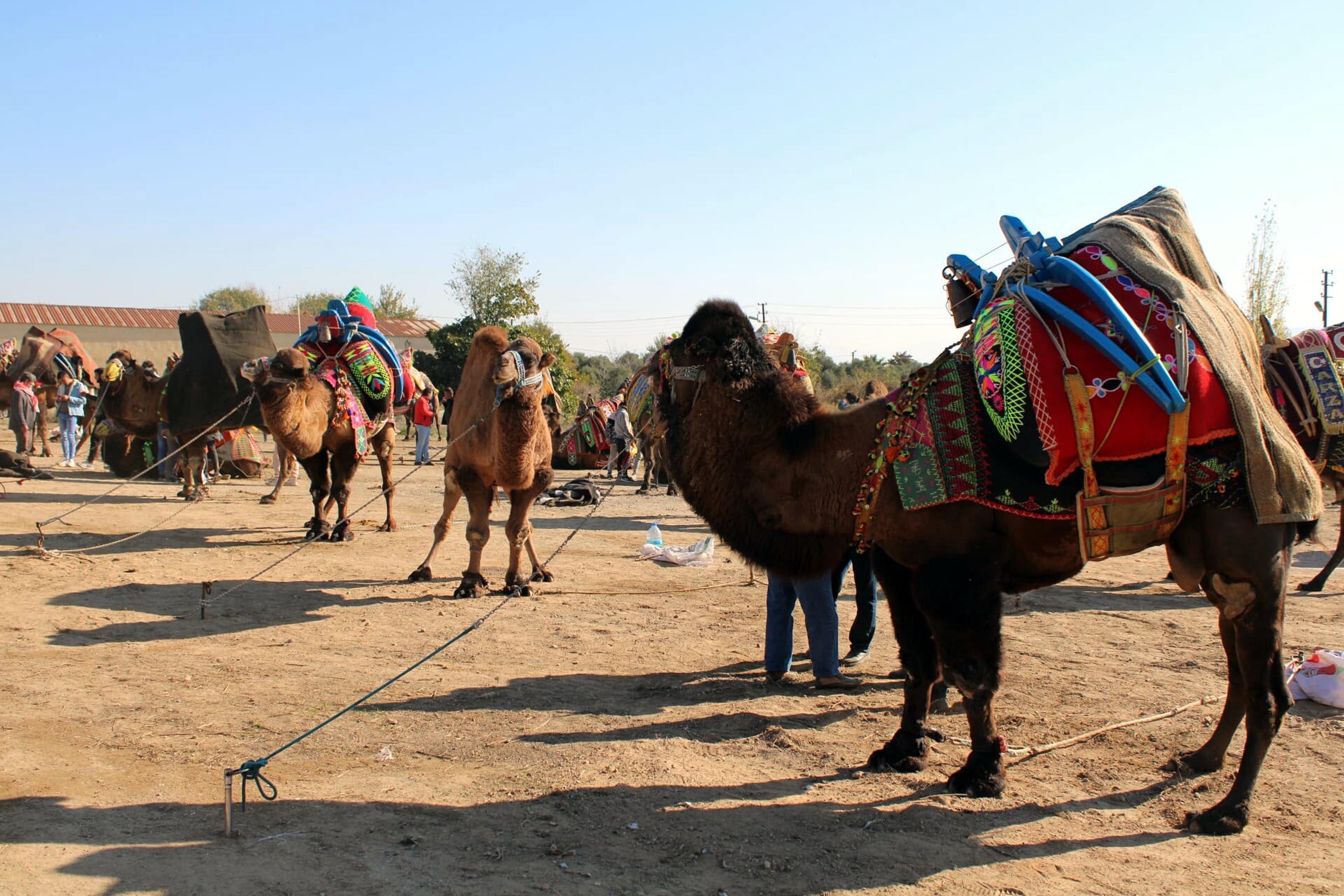 Aydında 1 yıl aradan sonra develer yeniden arenada