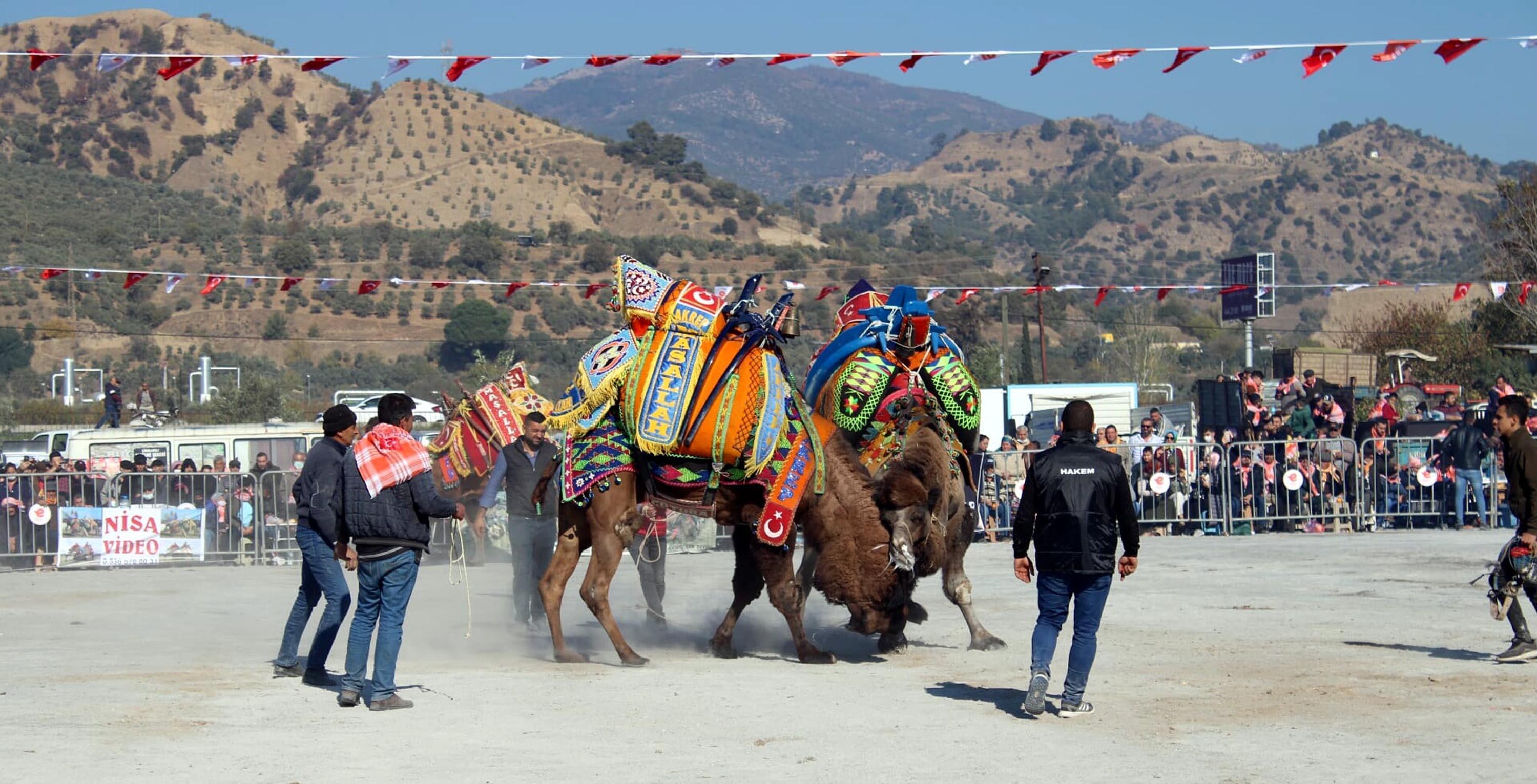 Aydında 1 yıl aradan sonra develer yeniden arenada