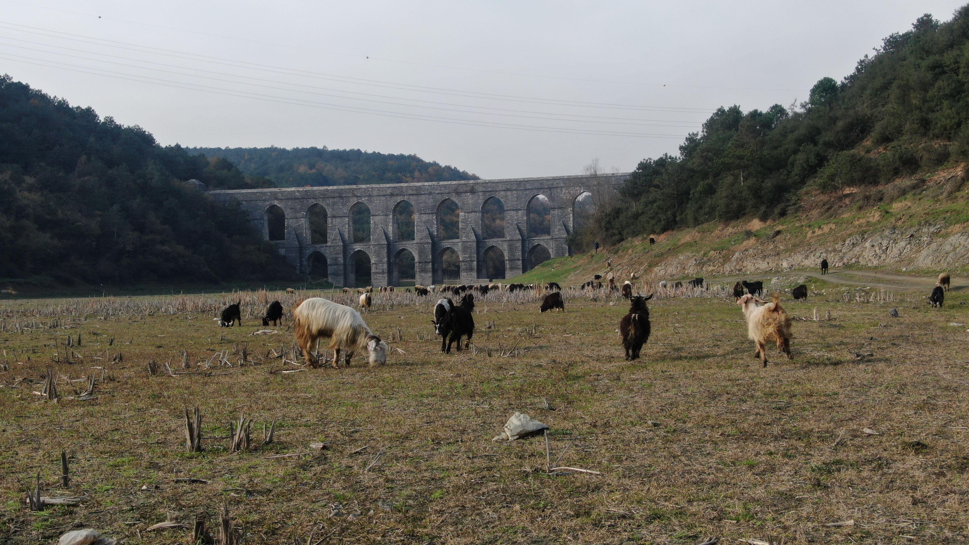 Alibeyköy barajı son 10 yılın en düşük ikinci seviyesinde; Balıklar yüzüyordu artık keçiler otluyor