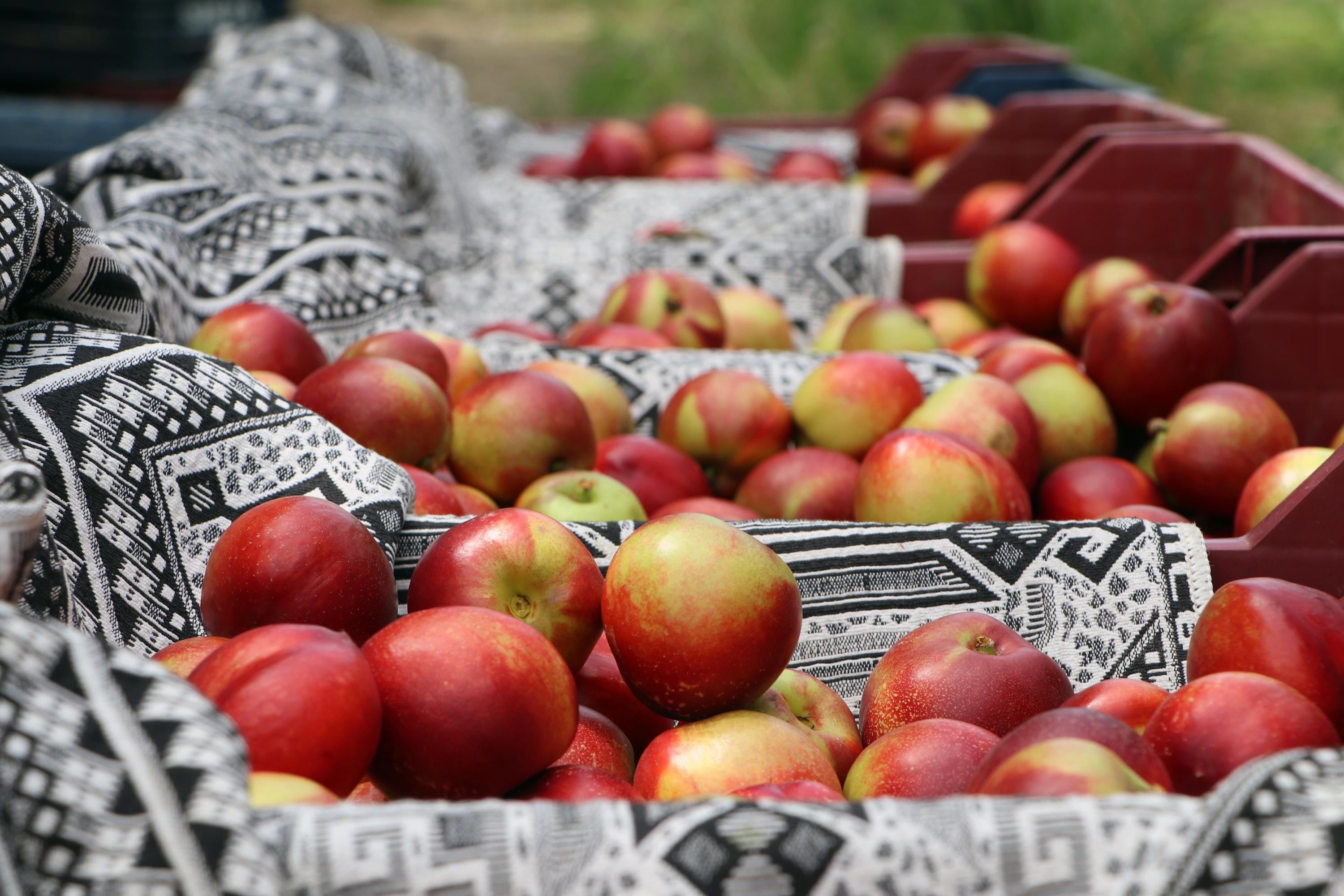 Bahçede kilosu 5 lira olan şeftali ve nektarin markette 18 lira