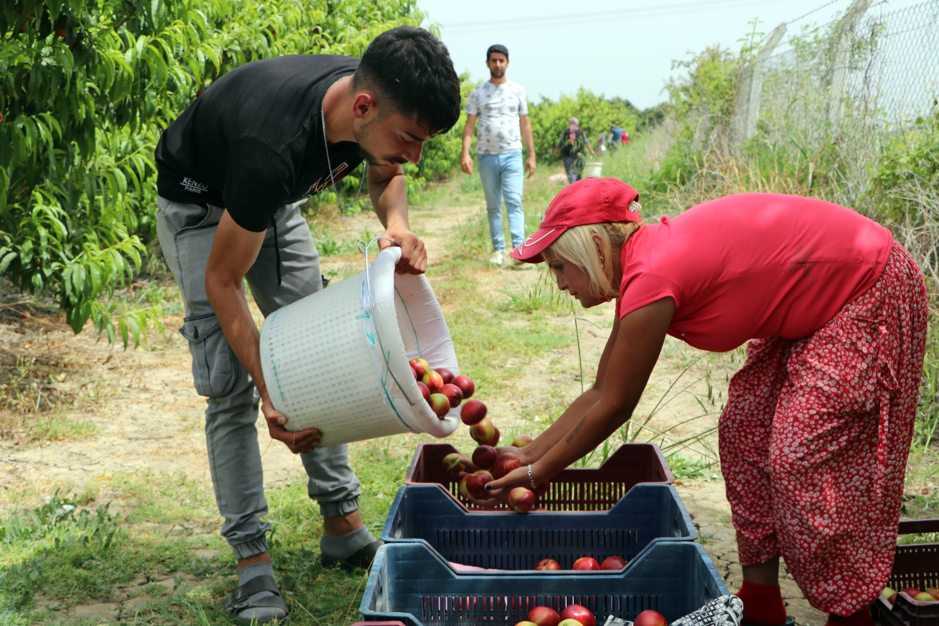 Bahçede kilosu 5 lira olan şeftali ve nektarin markette 18 lira
