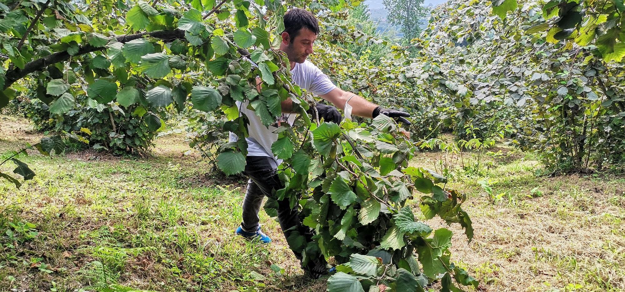 Fındık fiyatı, üreticileri memnun etti