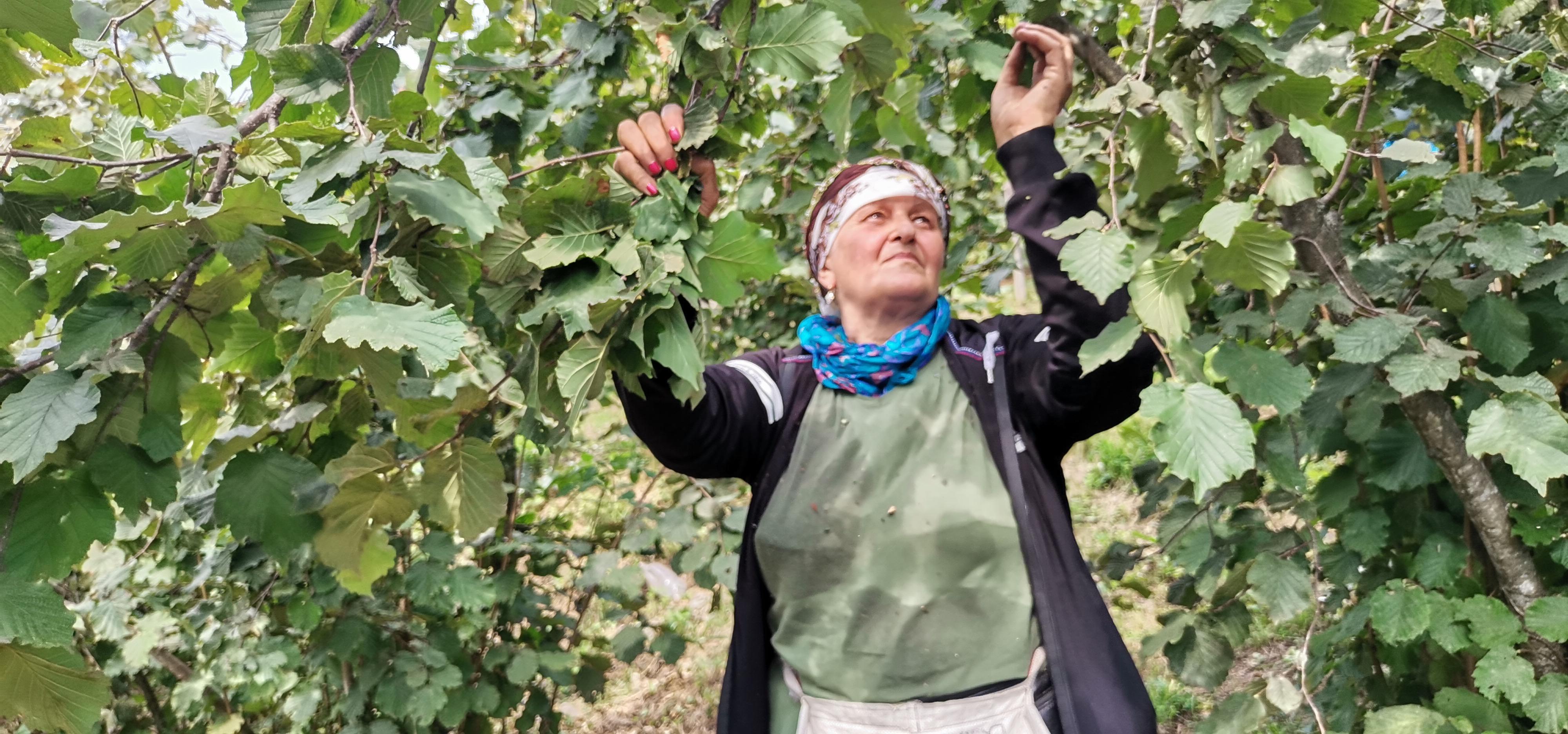 Fındık fiyatı, üreticileri memnun etti