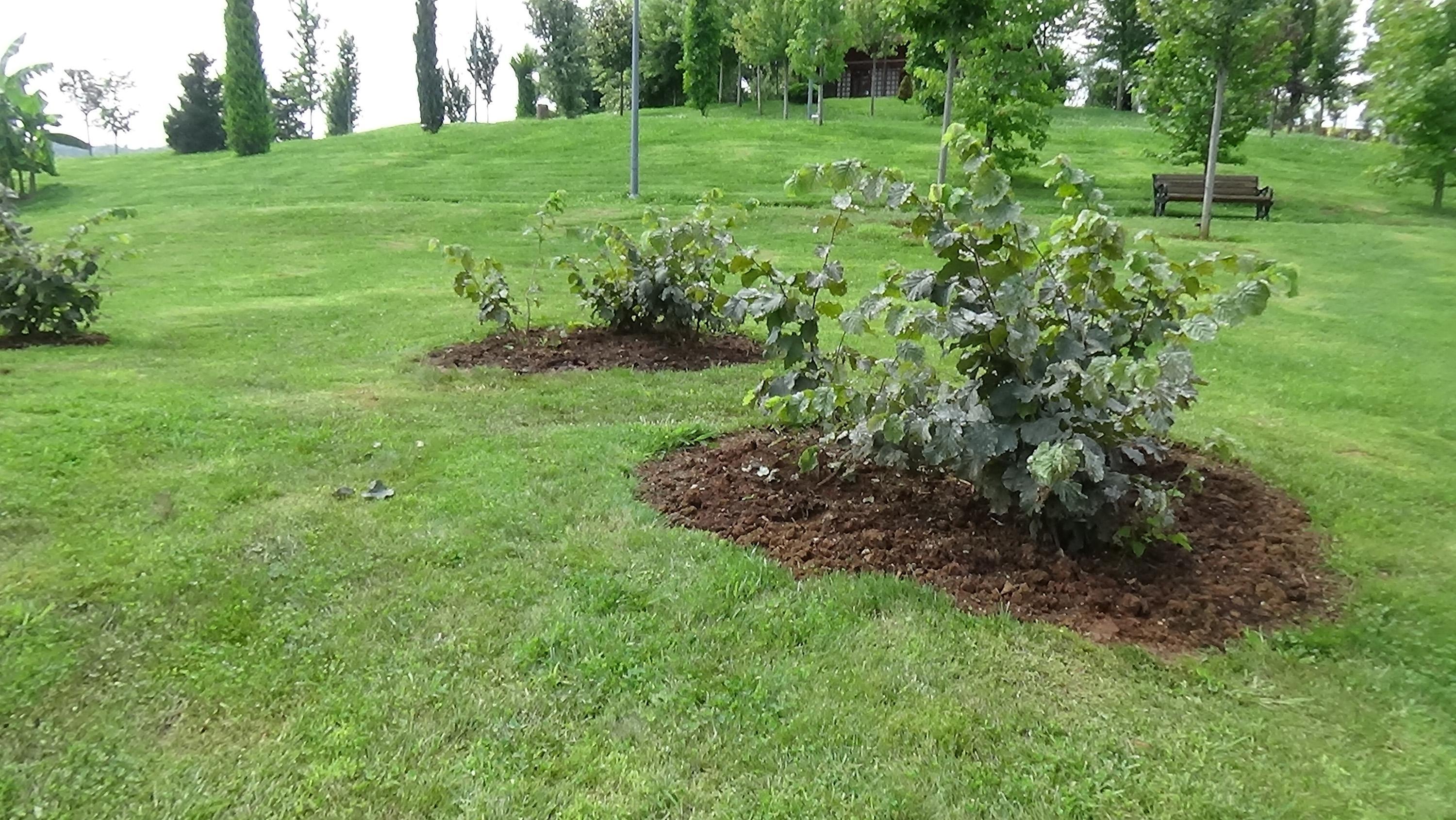 Fındık fiyatı, üreticileri memnun etti