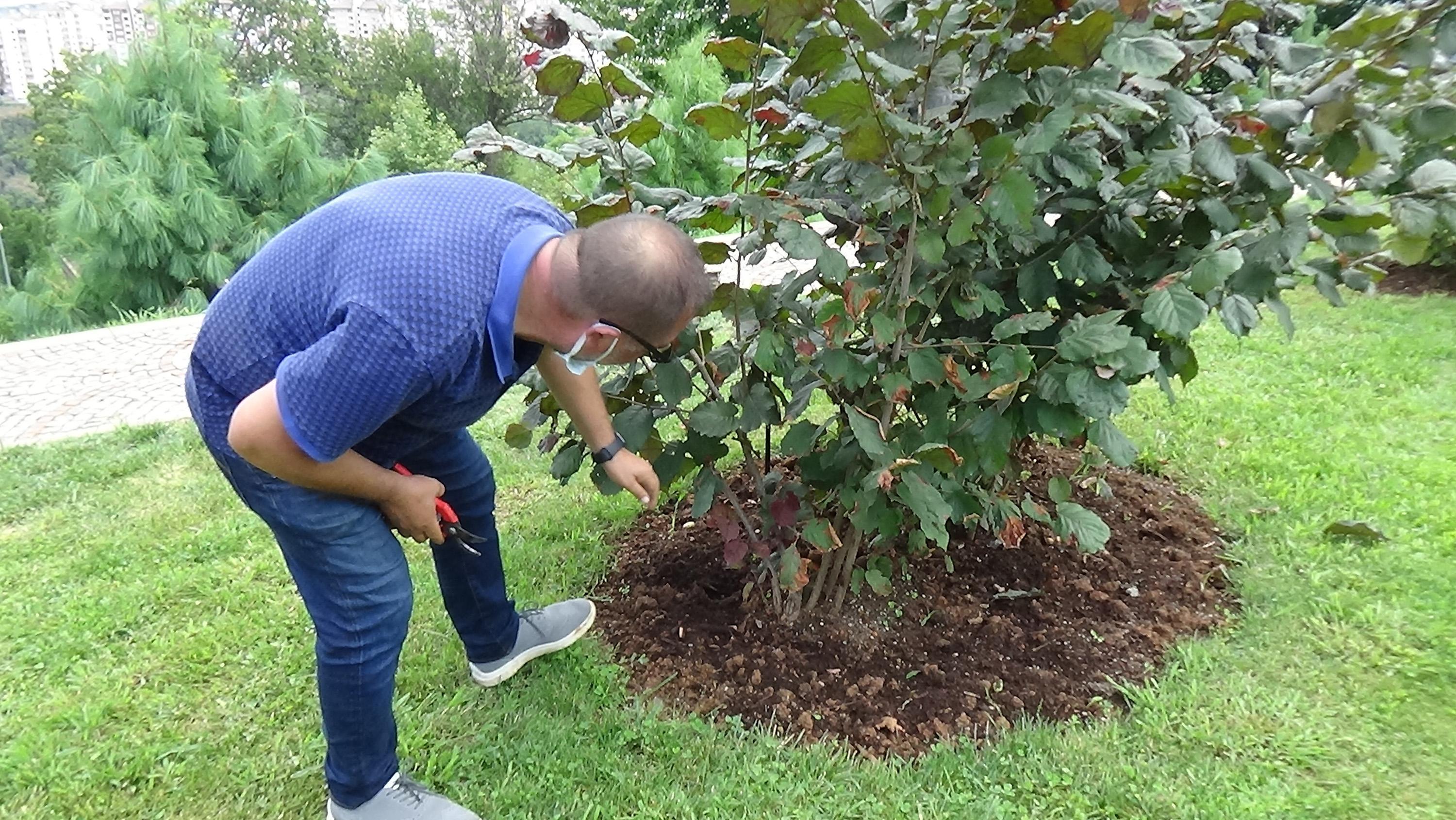 Fındık fiyatı, üreticileri memnun etti