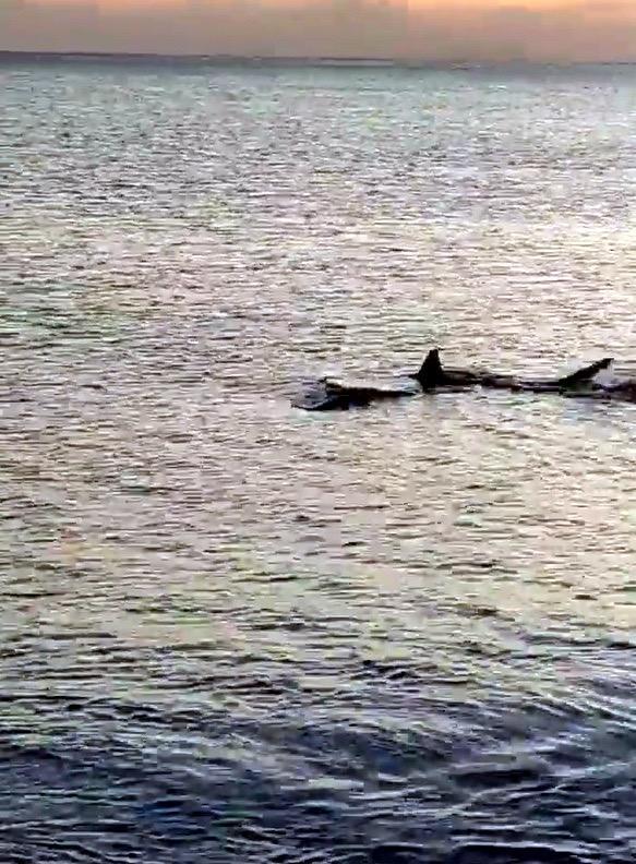 Sharks were spotted 3 meters off the shore in Mugla