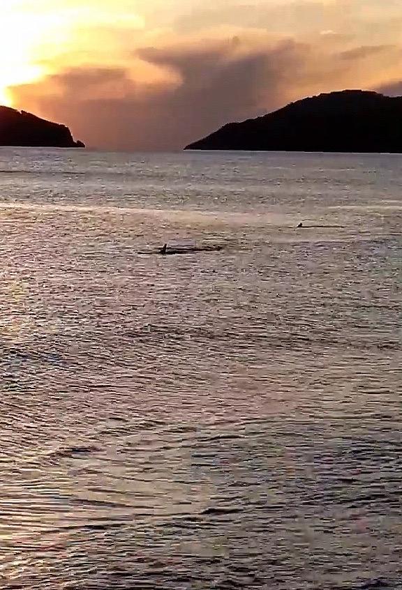 Sharks were spotted 3 meters off the shore in Mugla