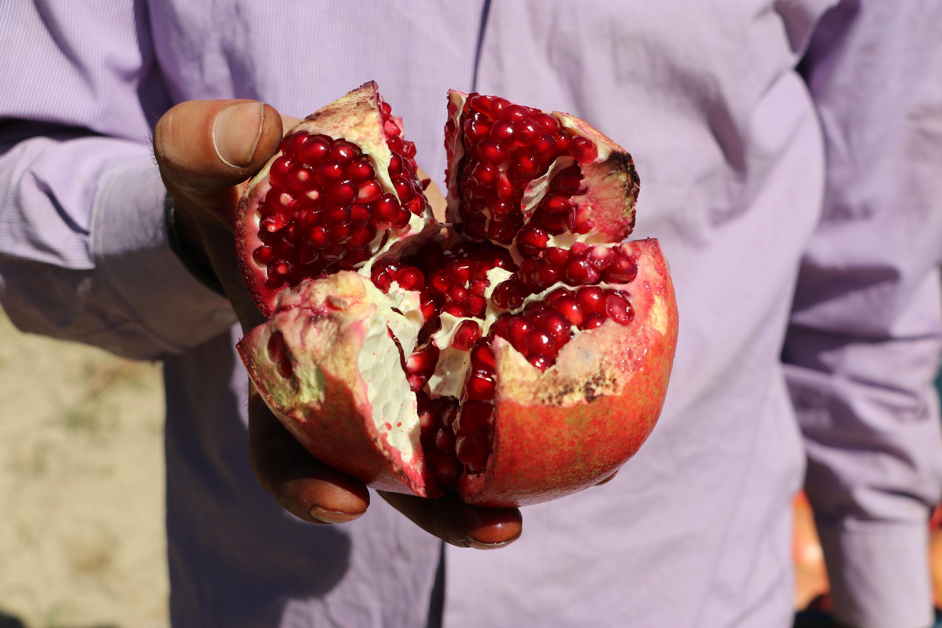 Denizlinin Hicaz narı, Avrupada sofraları süslüyor