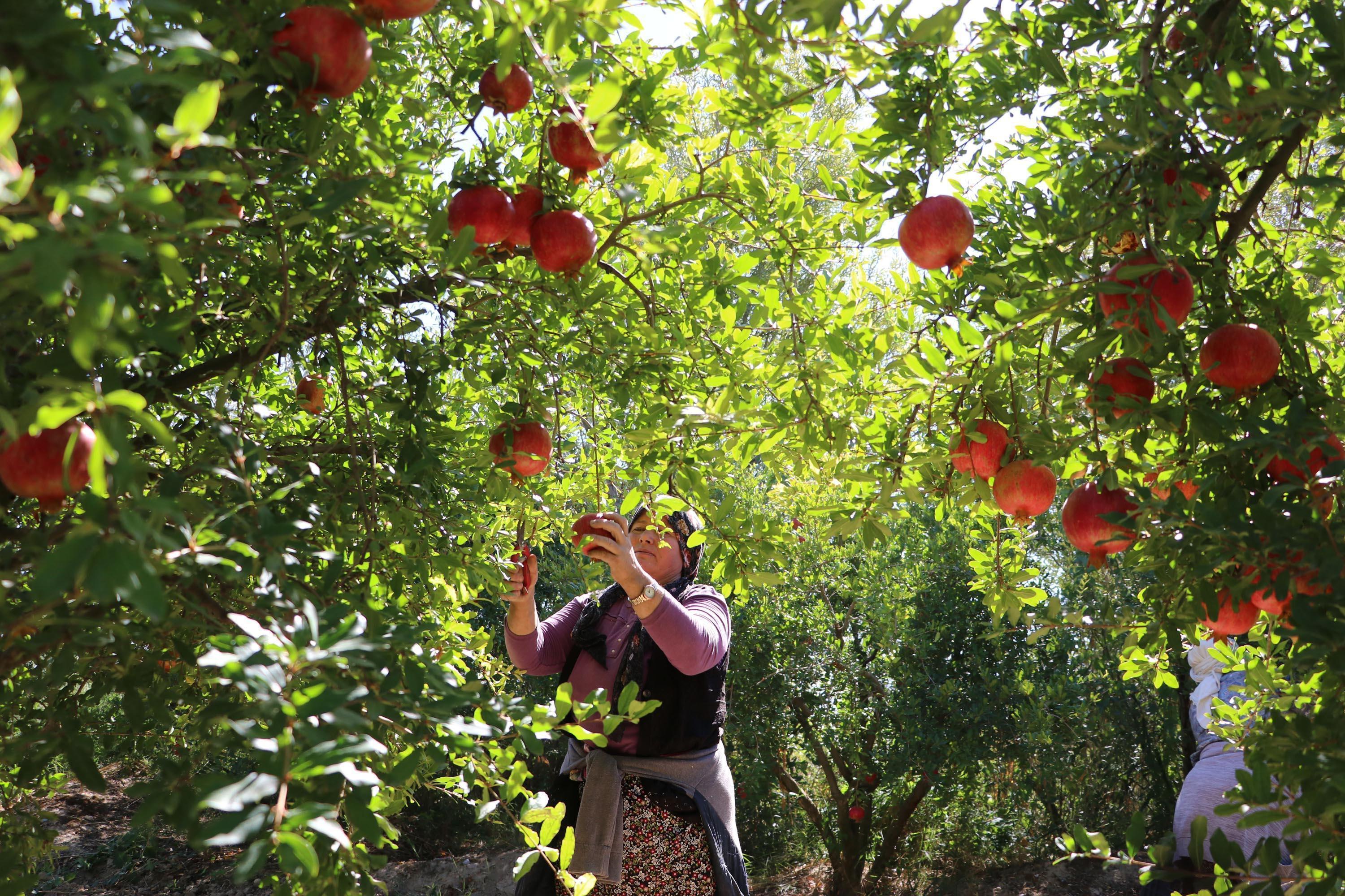 Denizlinin Hicaz narı, Avrupada sofraları süslüyor