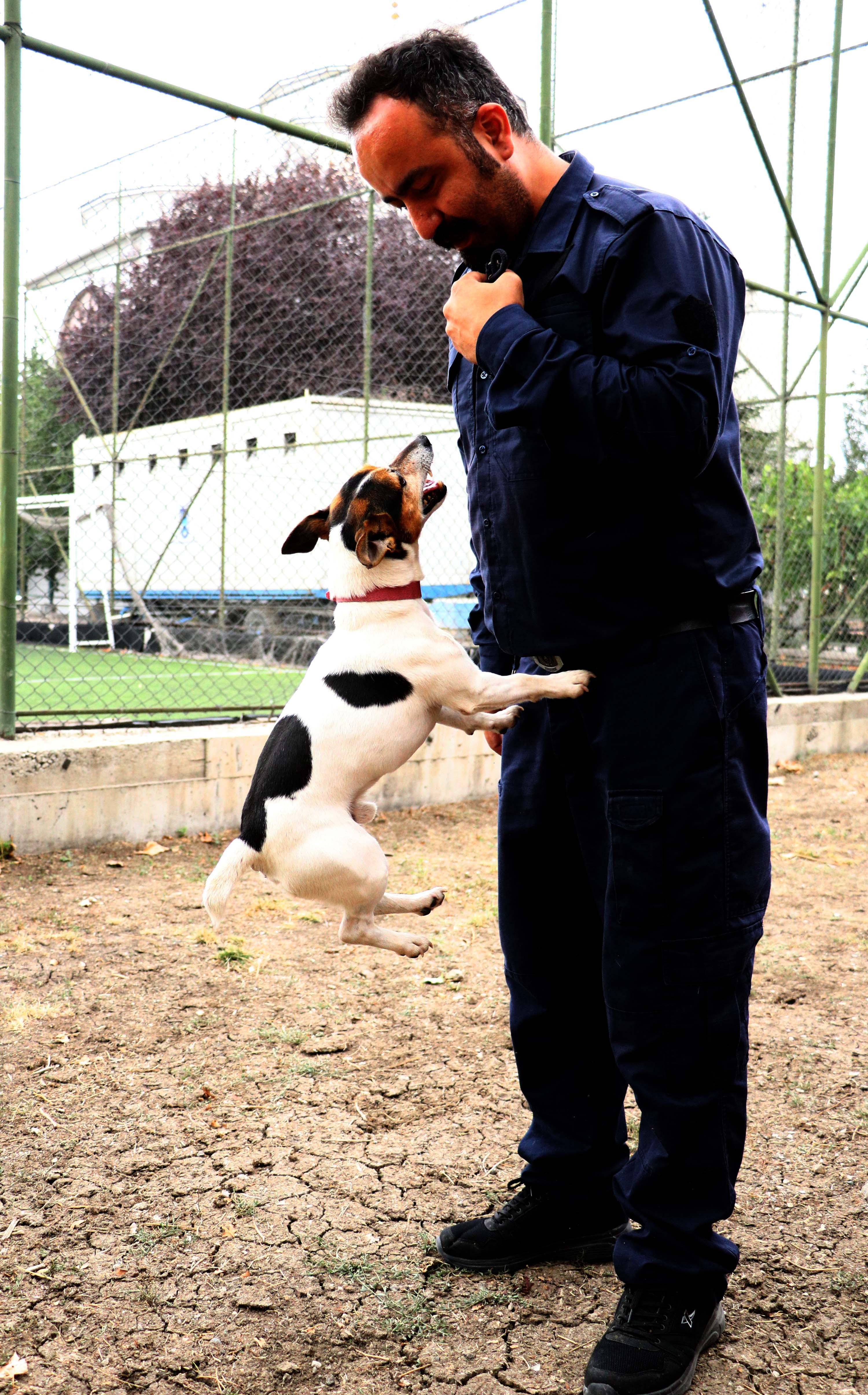 Ankaranın en küçük arama kurtarma köpeği Leon